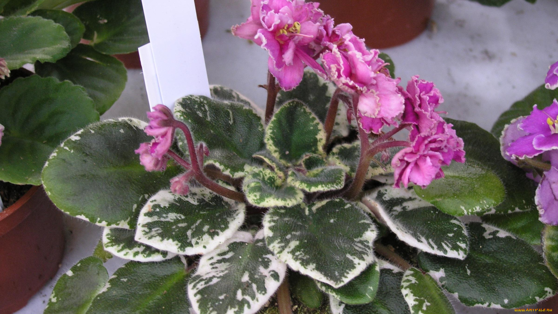 цветы, фиалки