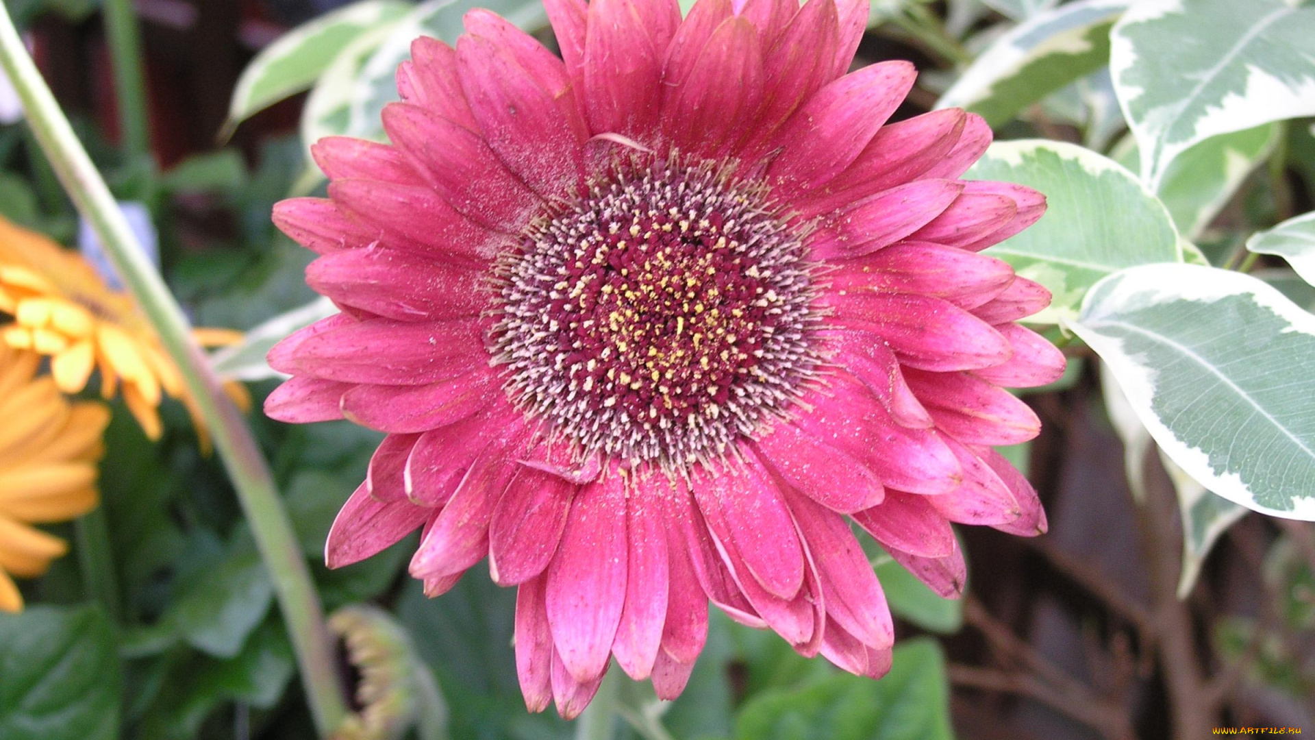 цветы, герберы