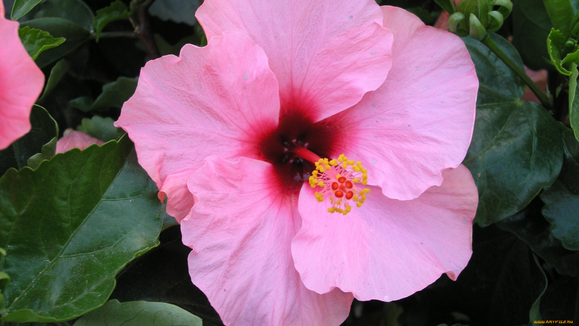 цветы, гибискусы