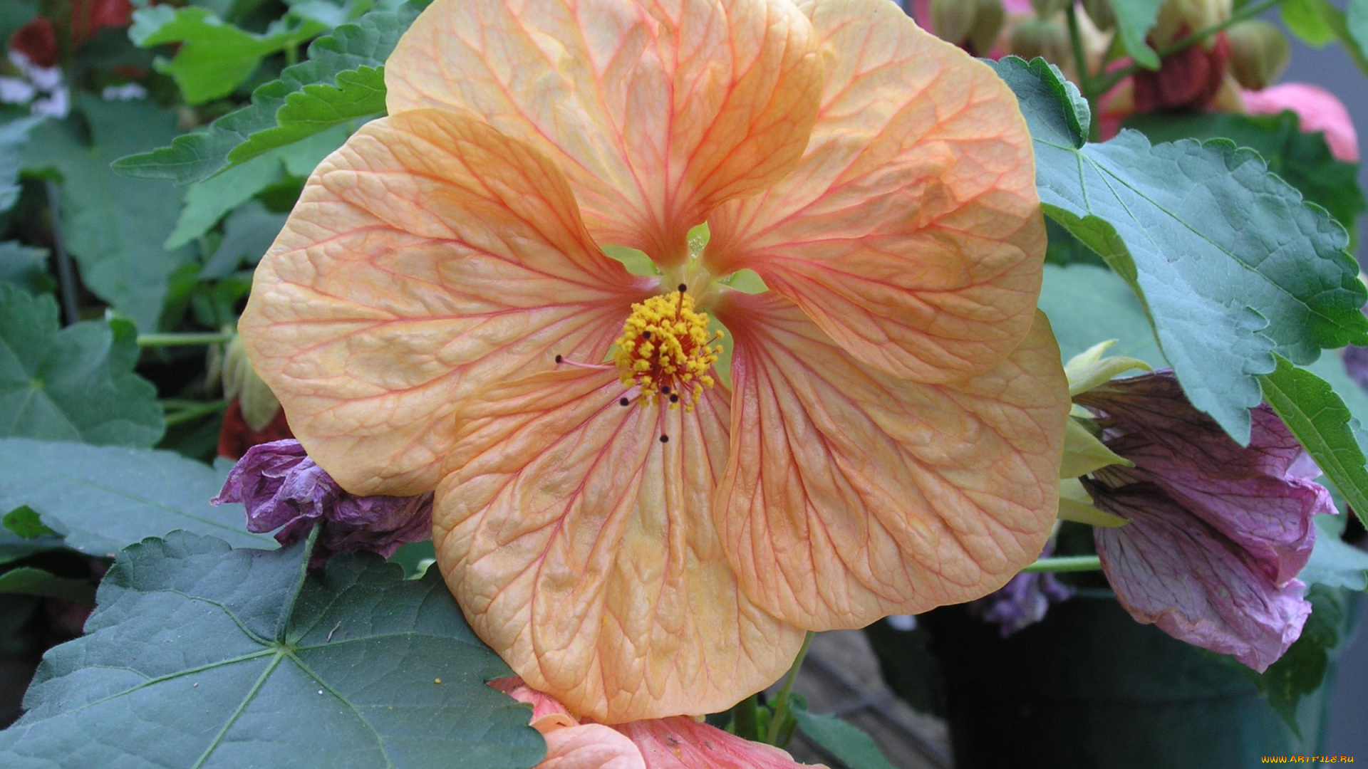 цветы, гибискусы