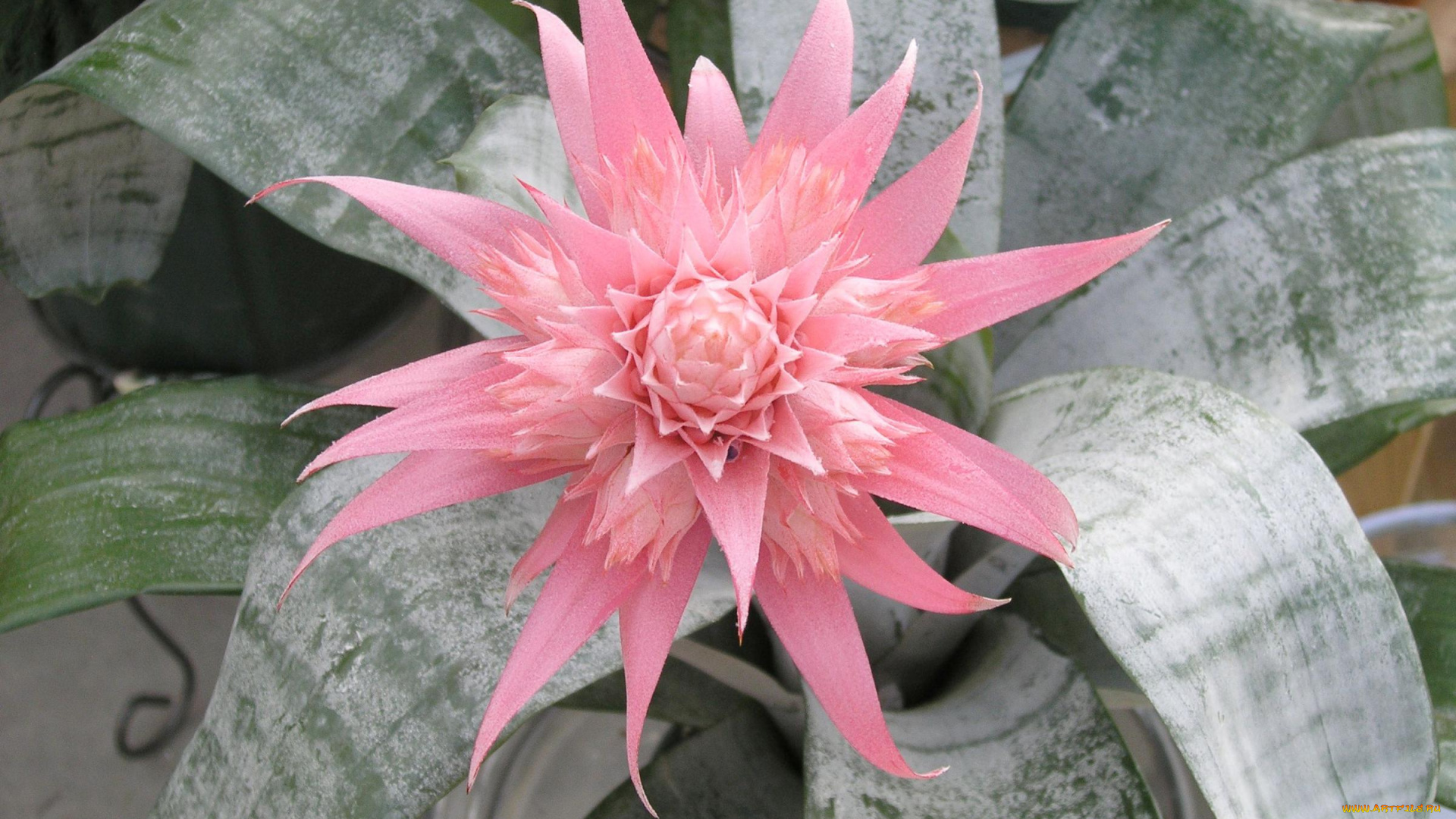 цветы, кактусы