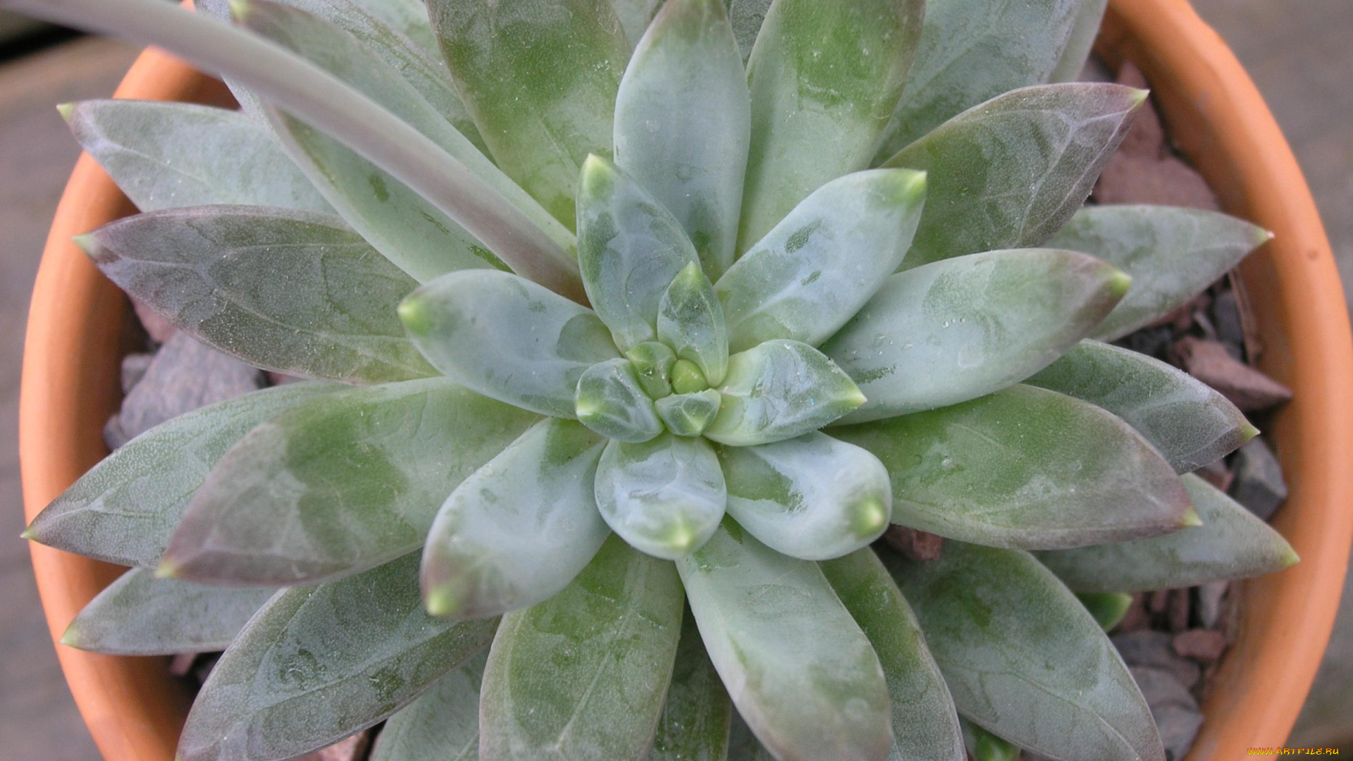 цветы, каланхоэ