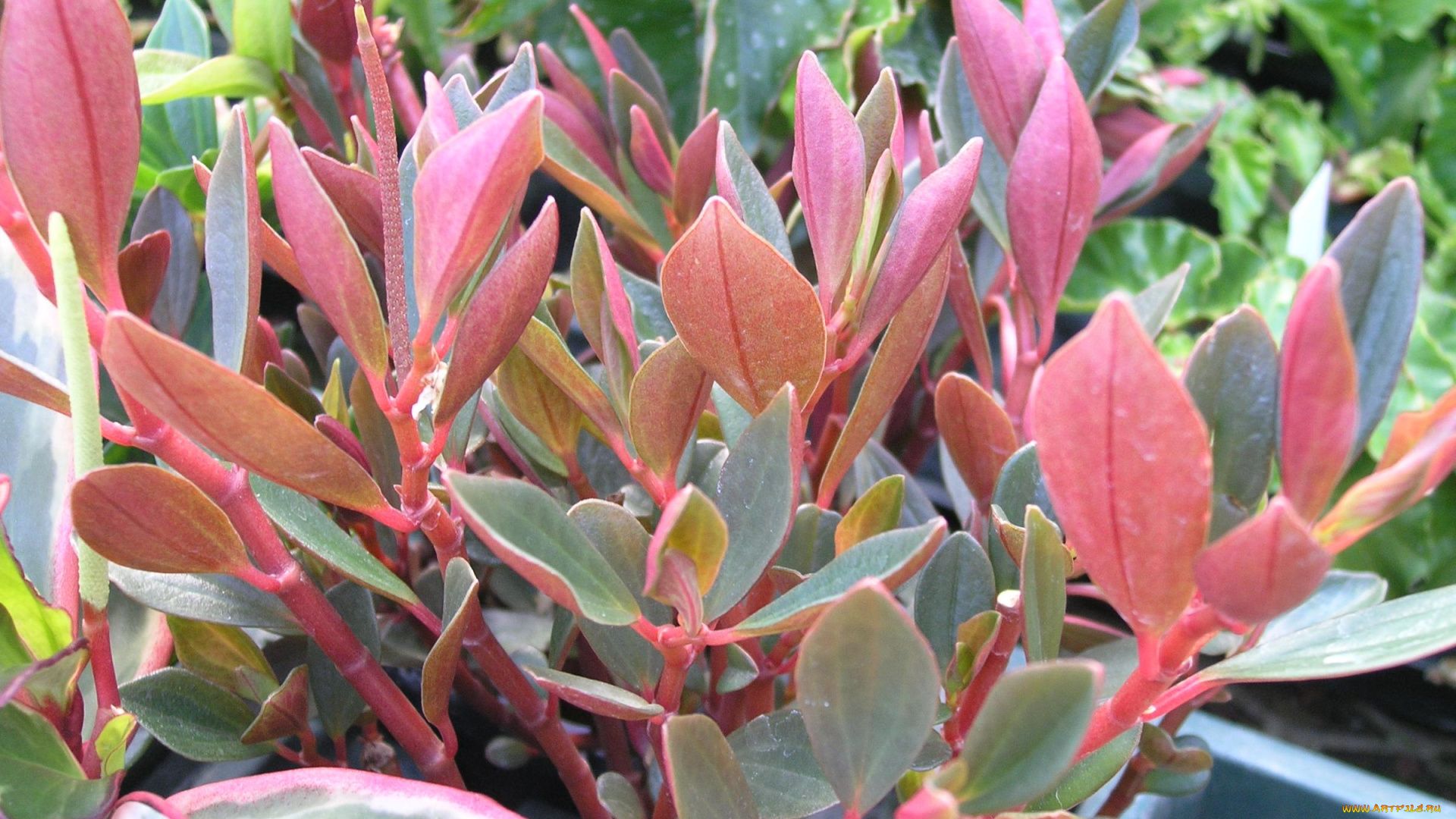 цветы, каланхоэ