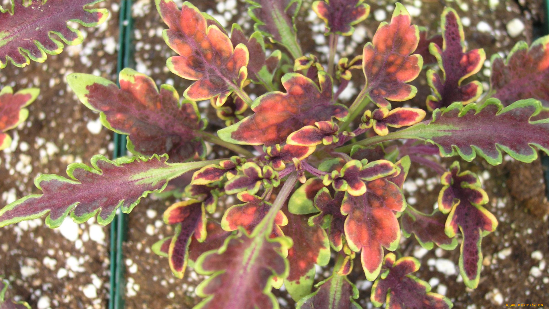 цветы, колеусы, каладиумы