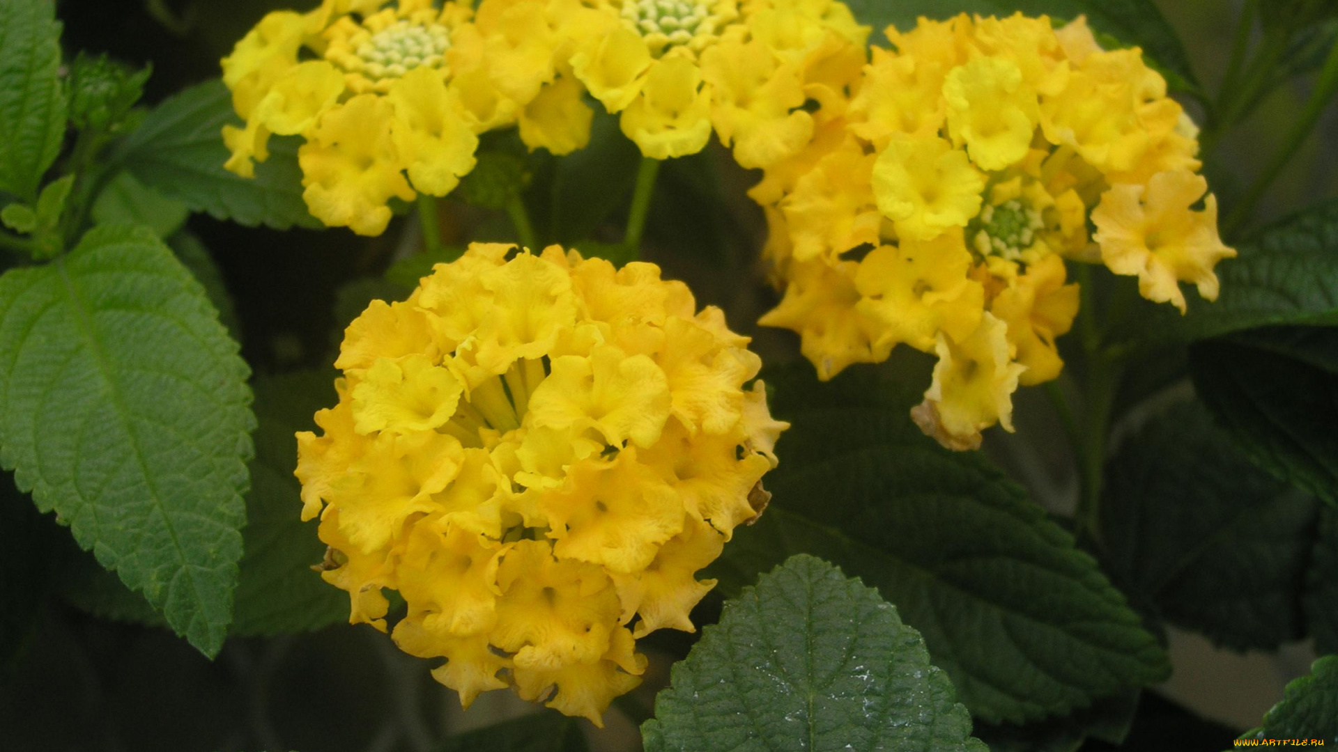 цветы, лантана, вербена