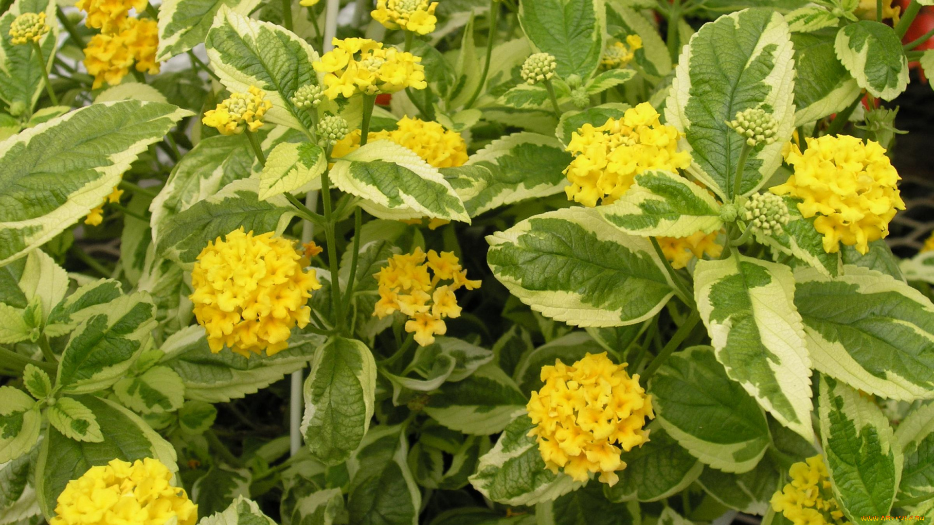 цветы, лантана, вербена