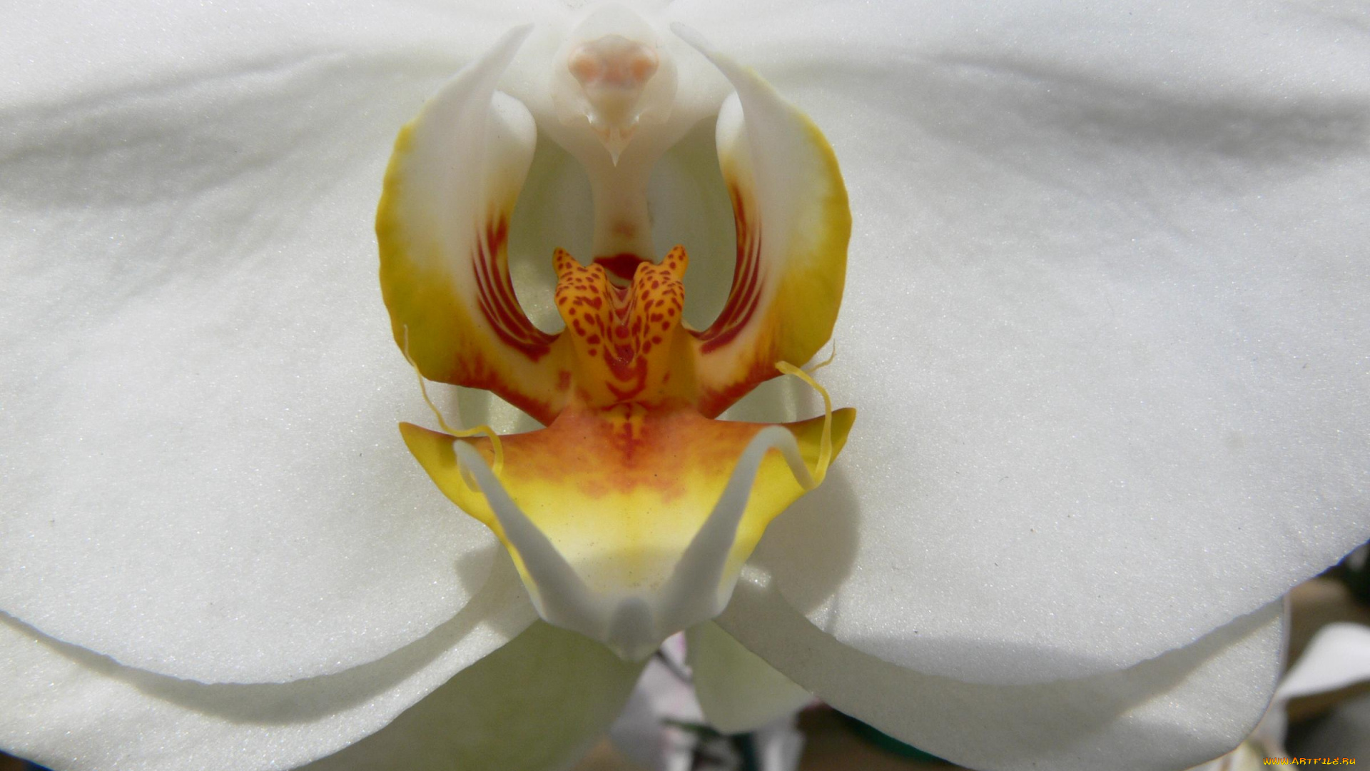 цветы, орхидеи