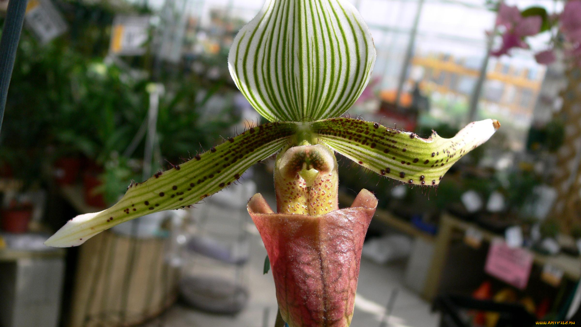 цветы, орхидеи