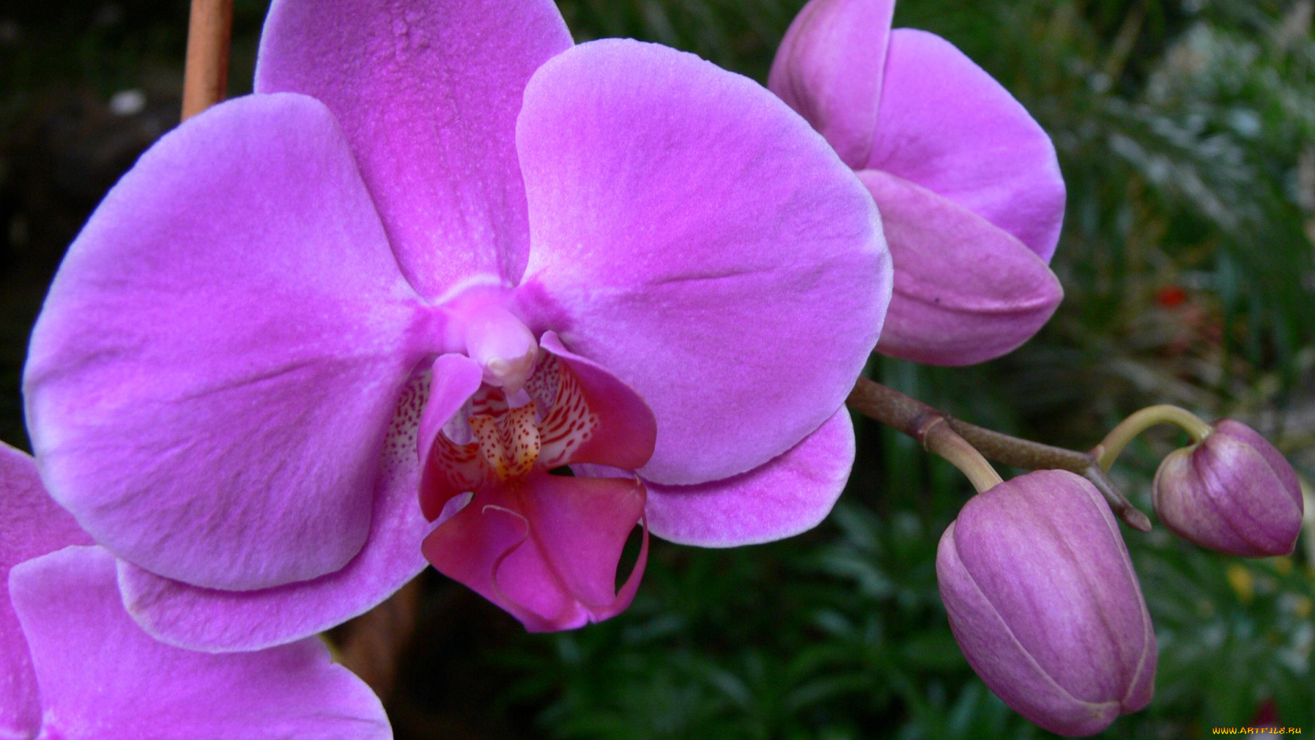 цветы, орхидеи
