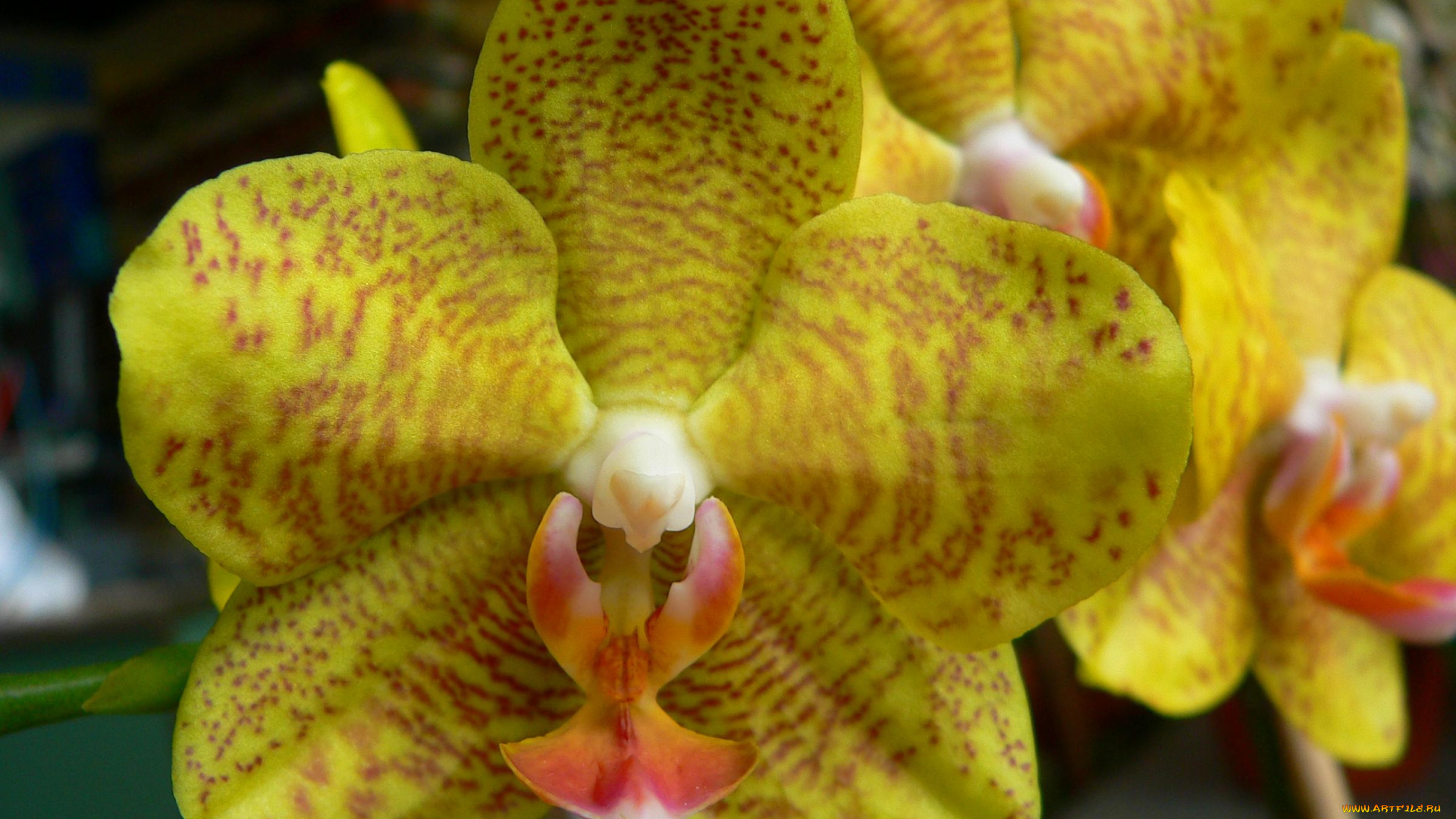 цветы, орхидеи