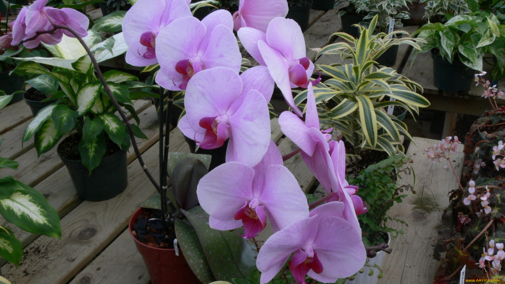 цветы, орхидеи