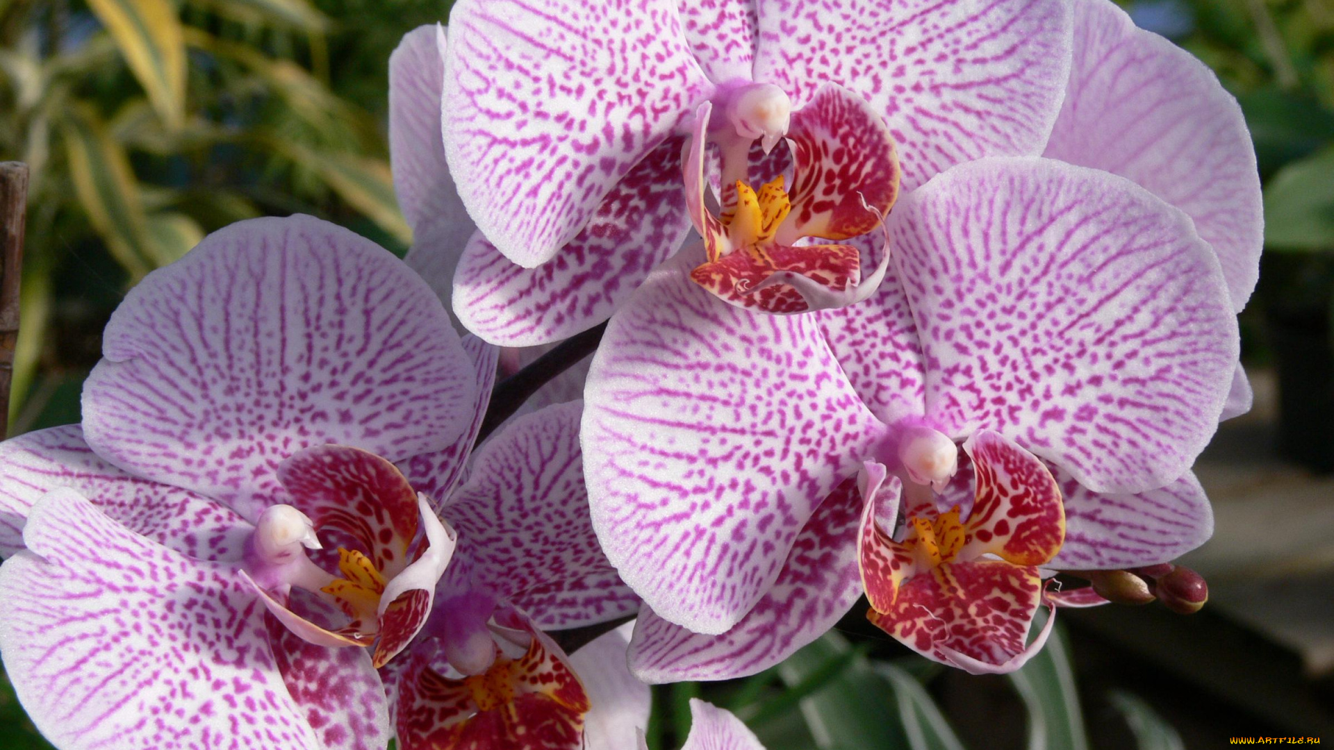 цветы, орхидеи