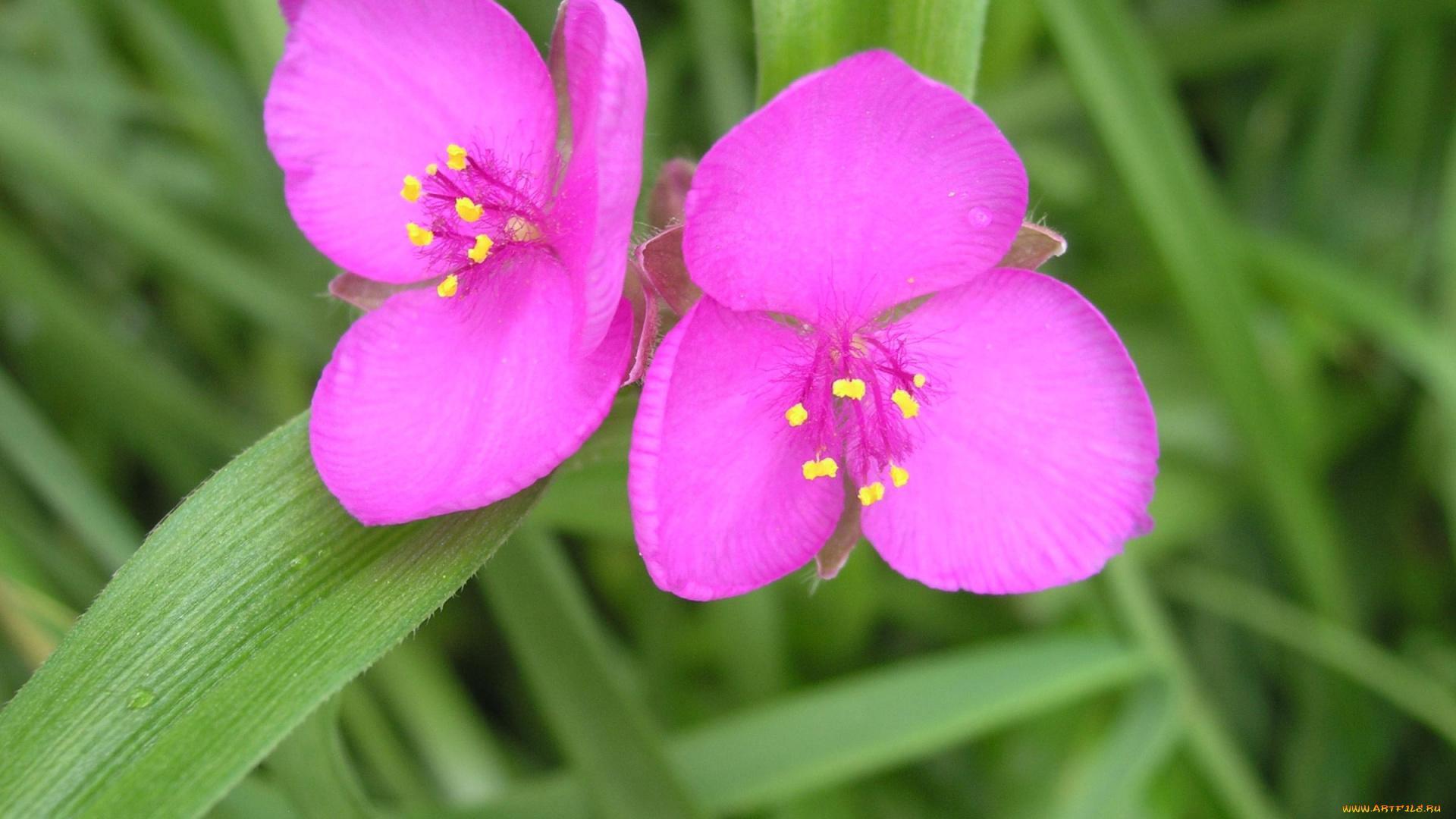цветы, традесканции