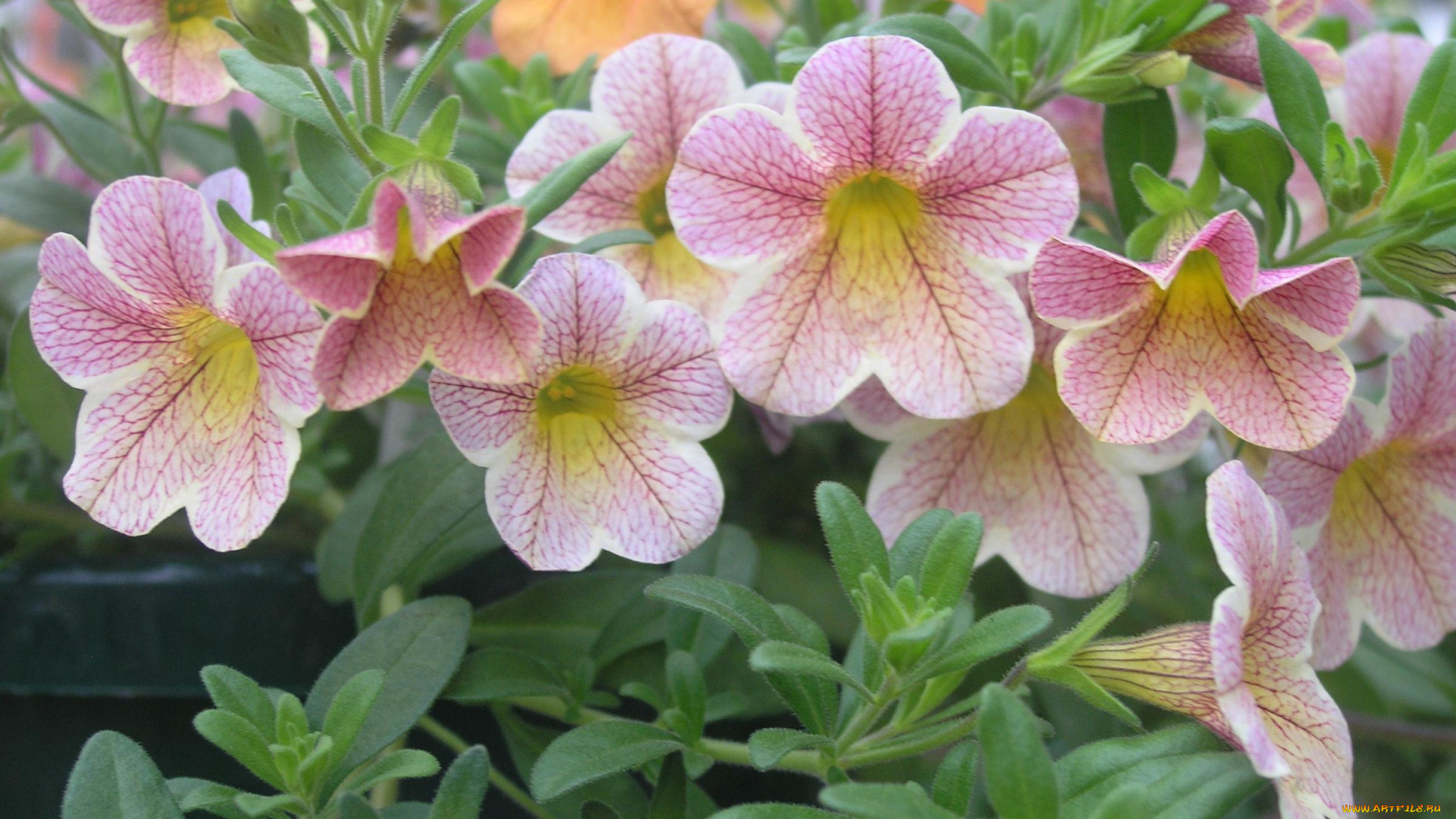 калибрахоа, цветы, петунии