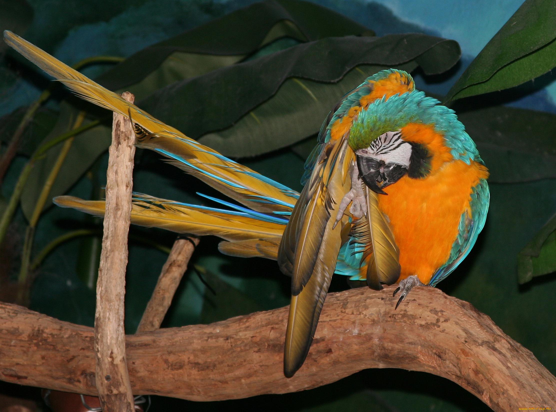 животные, попугаи