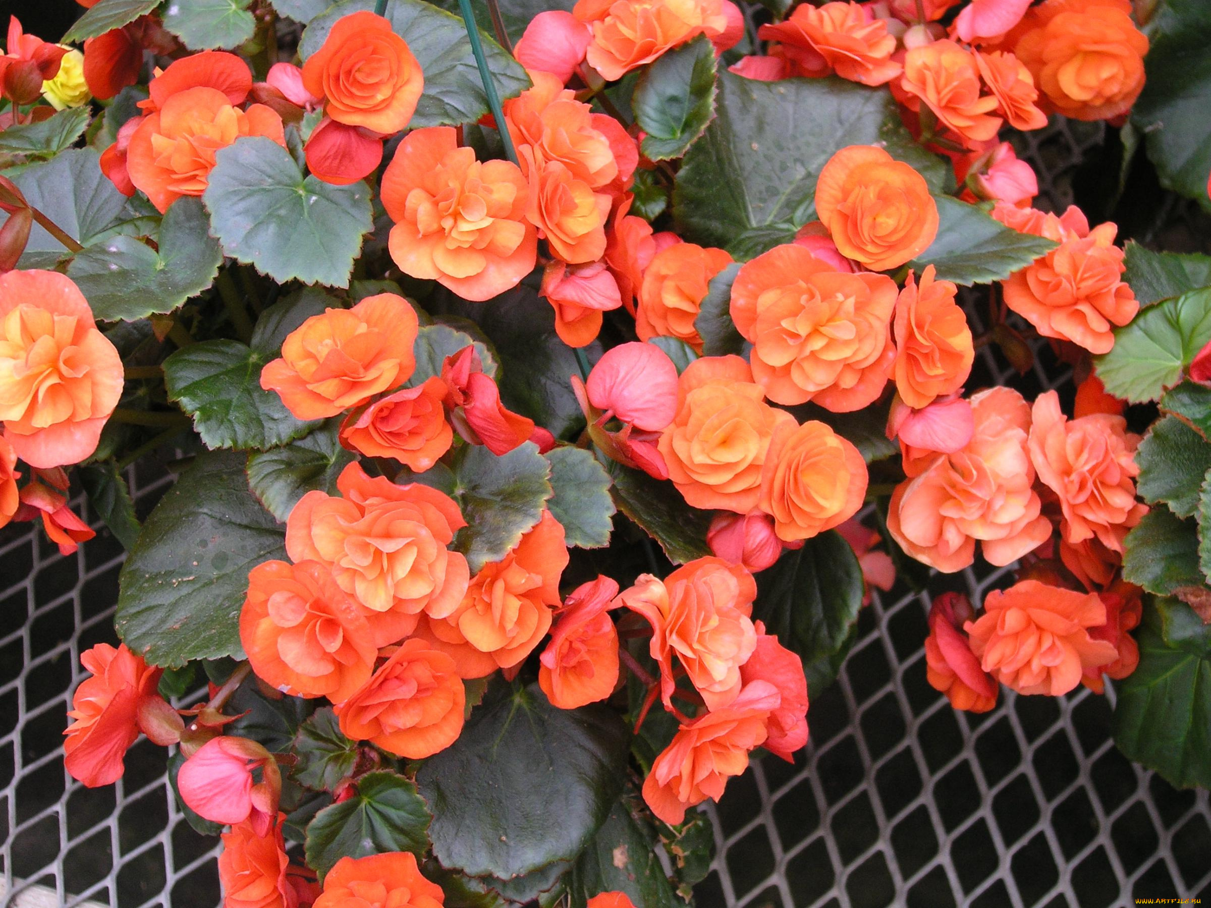 цветы, бегония