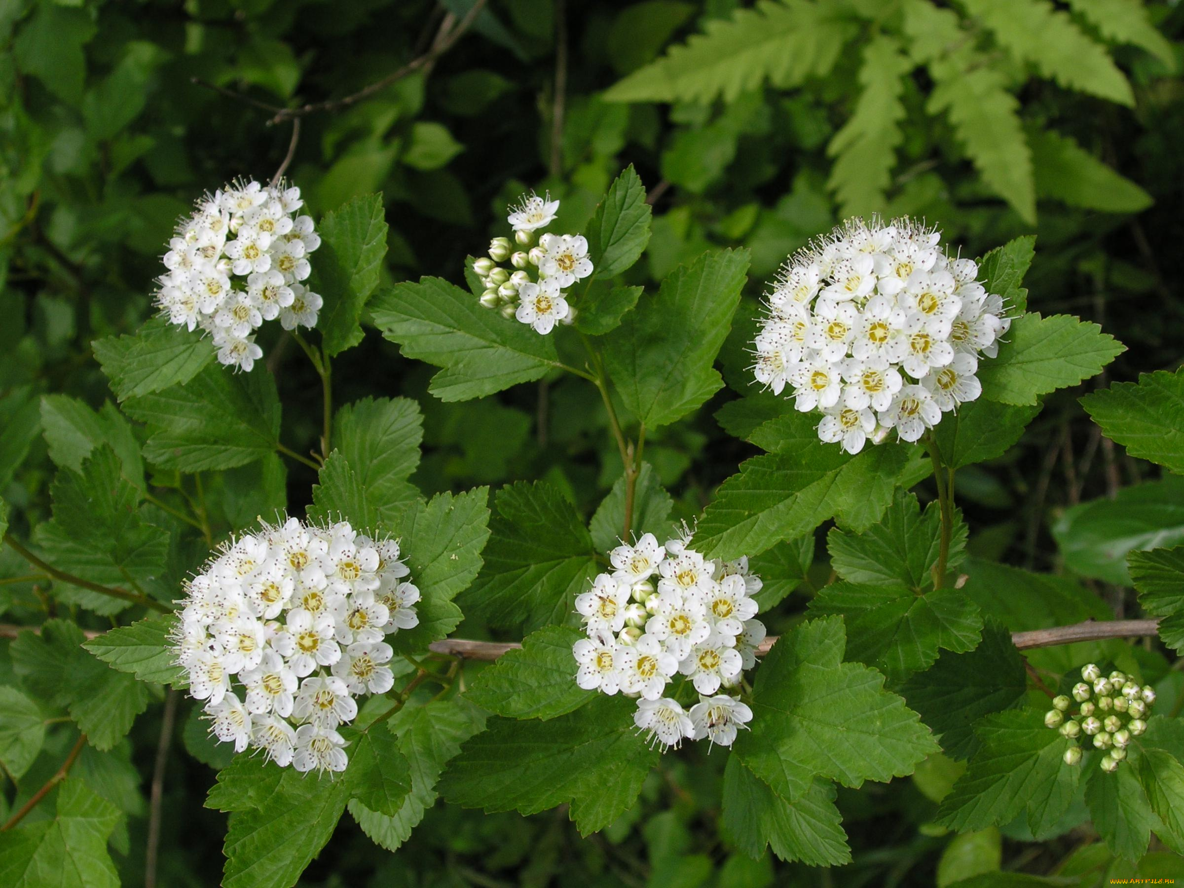 цветы, цветущие, деревья, кустарники