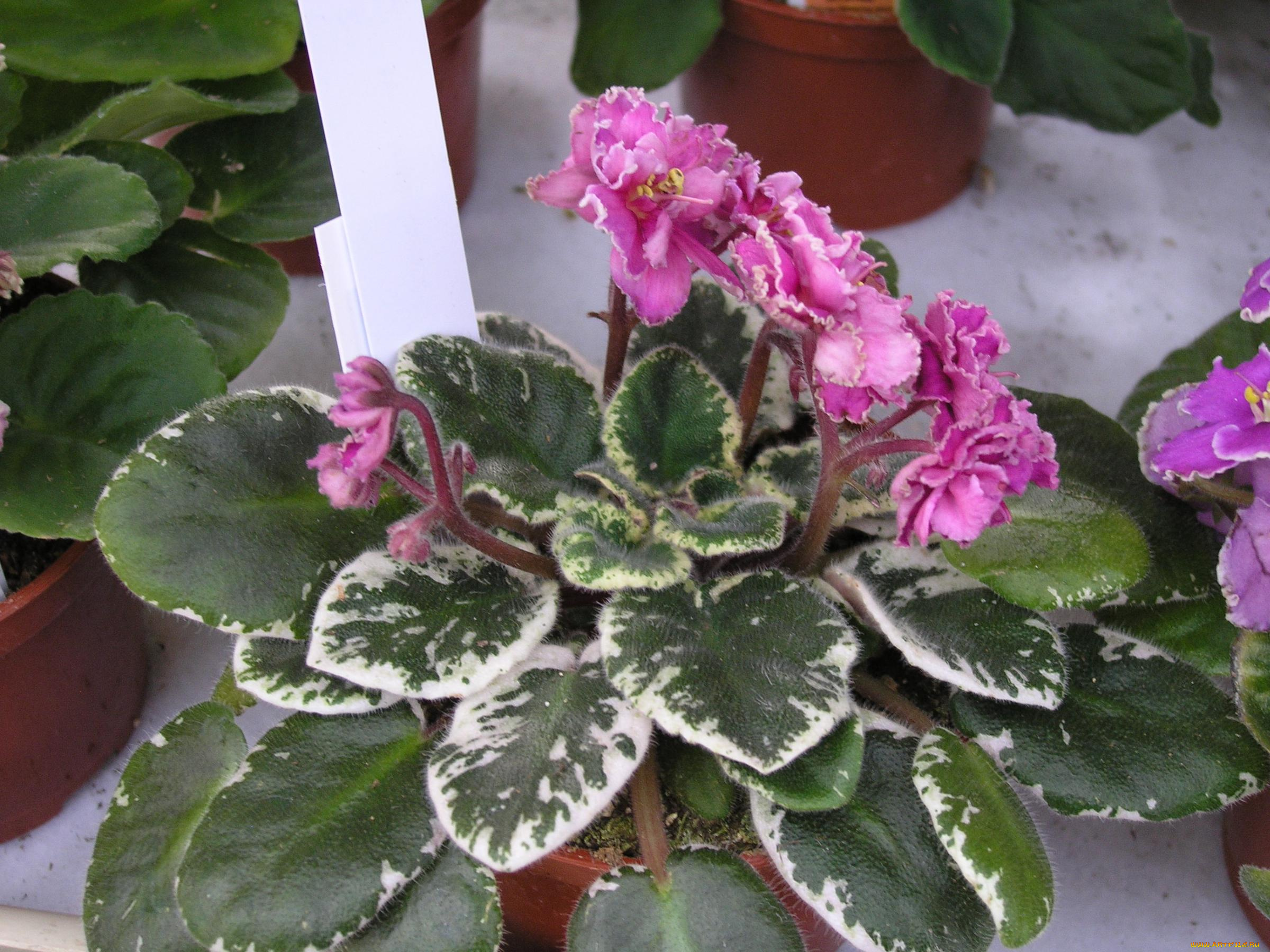 цветы, фиалки