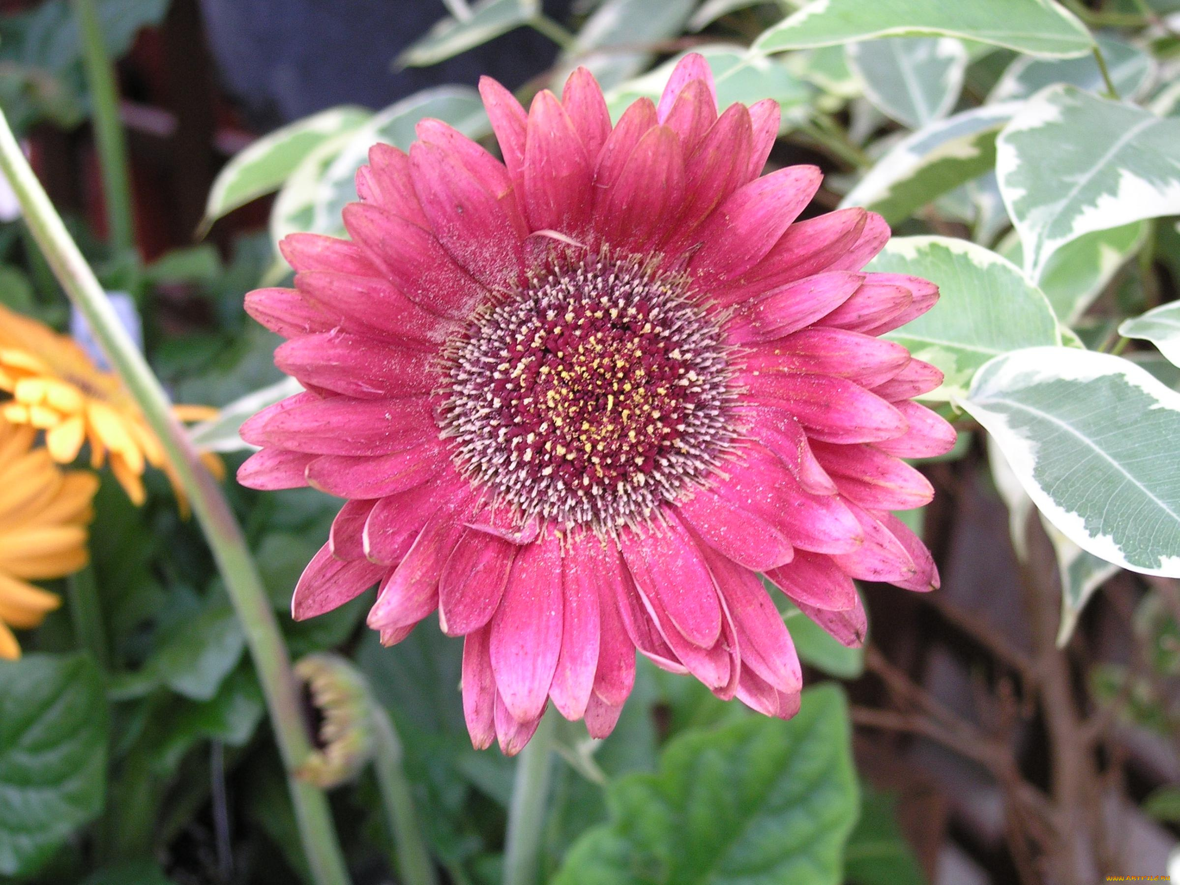 цветы, герберы