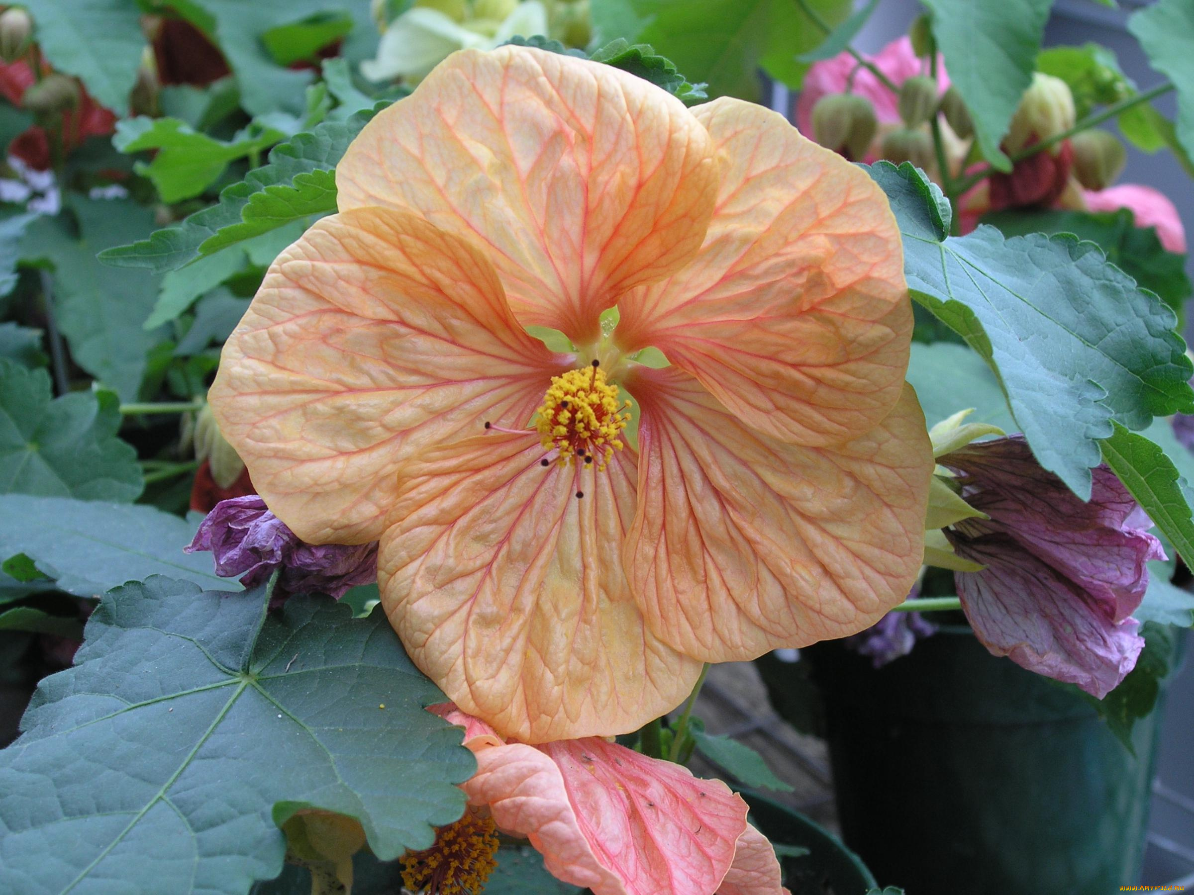 цветы, гибискусы