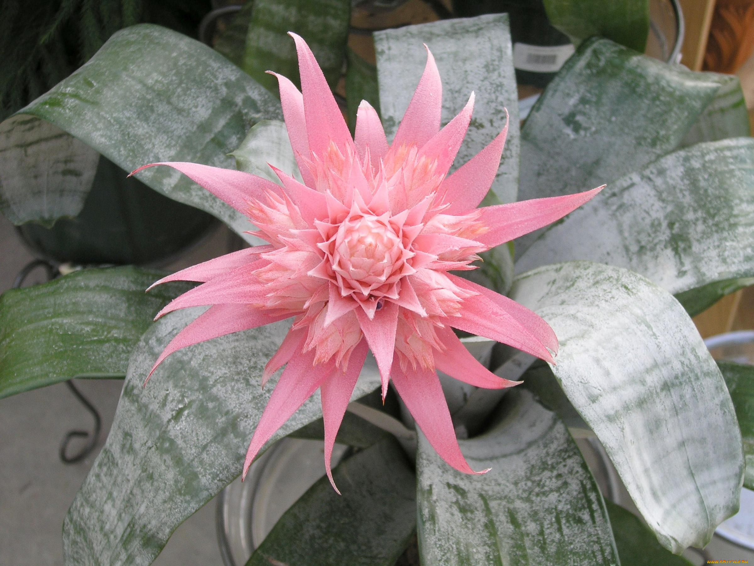 цветы, кактусы