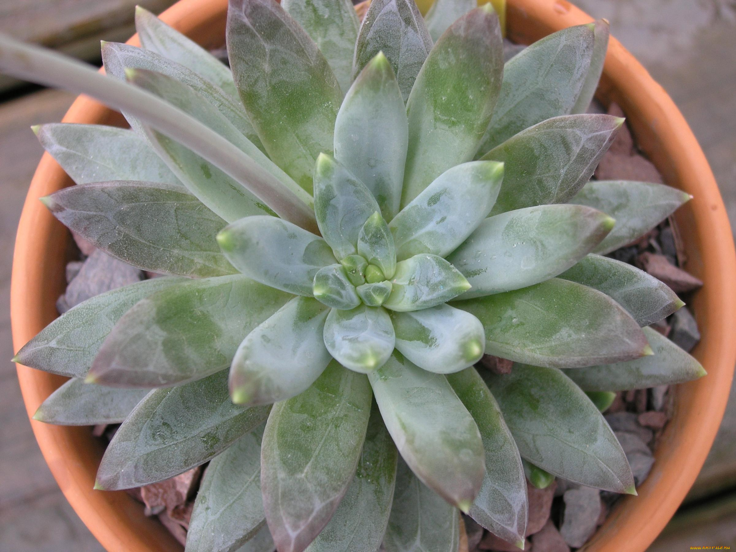 цветы, каланхоэ