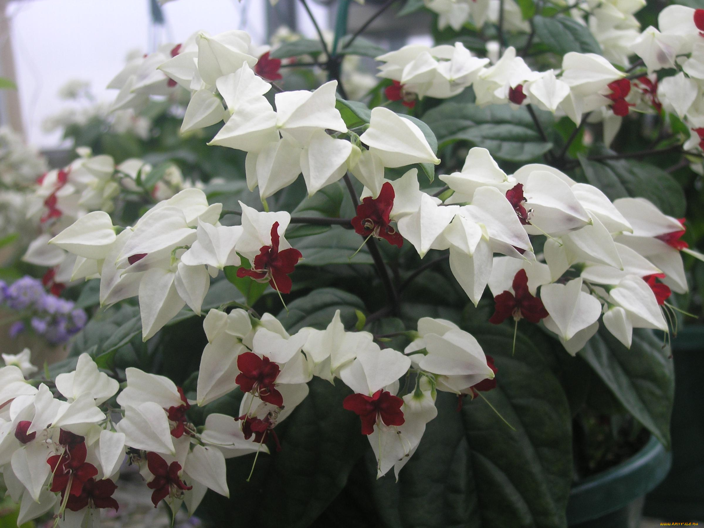 цветы, клеродендрумы