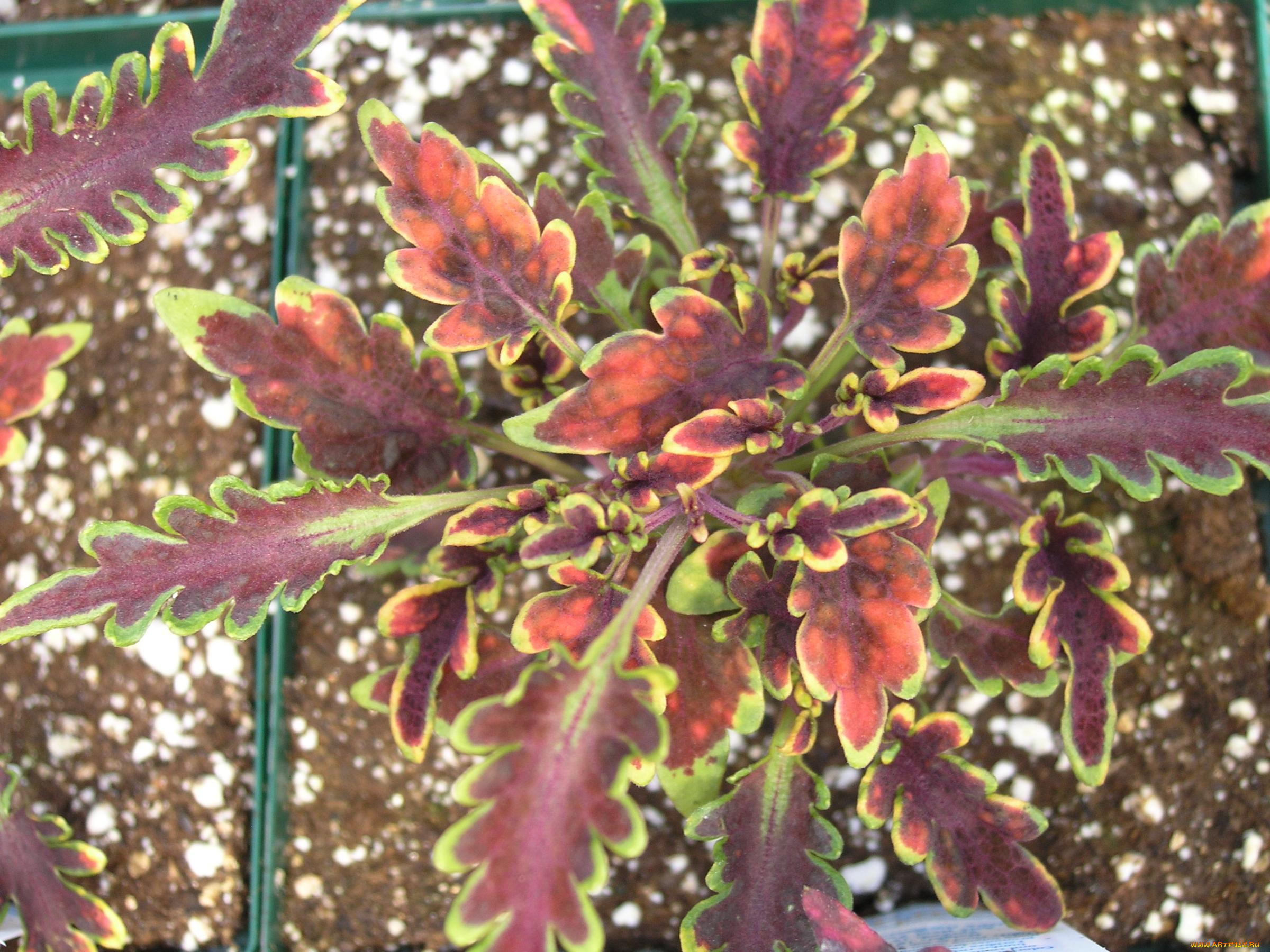 цветы, колеусы, каладиумы