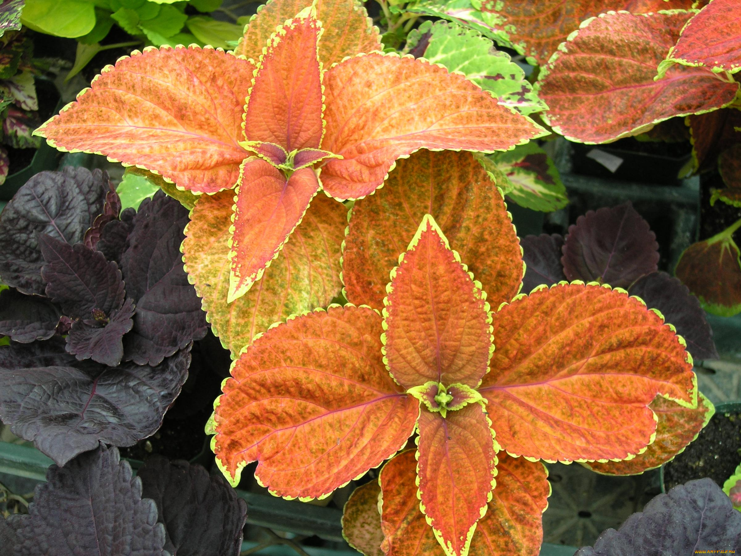 цветы, колеусы, каладиумы