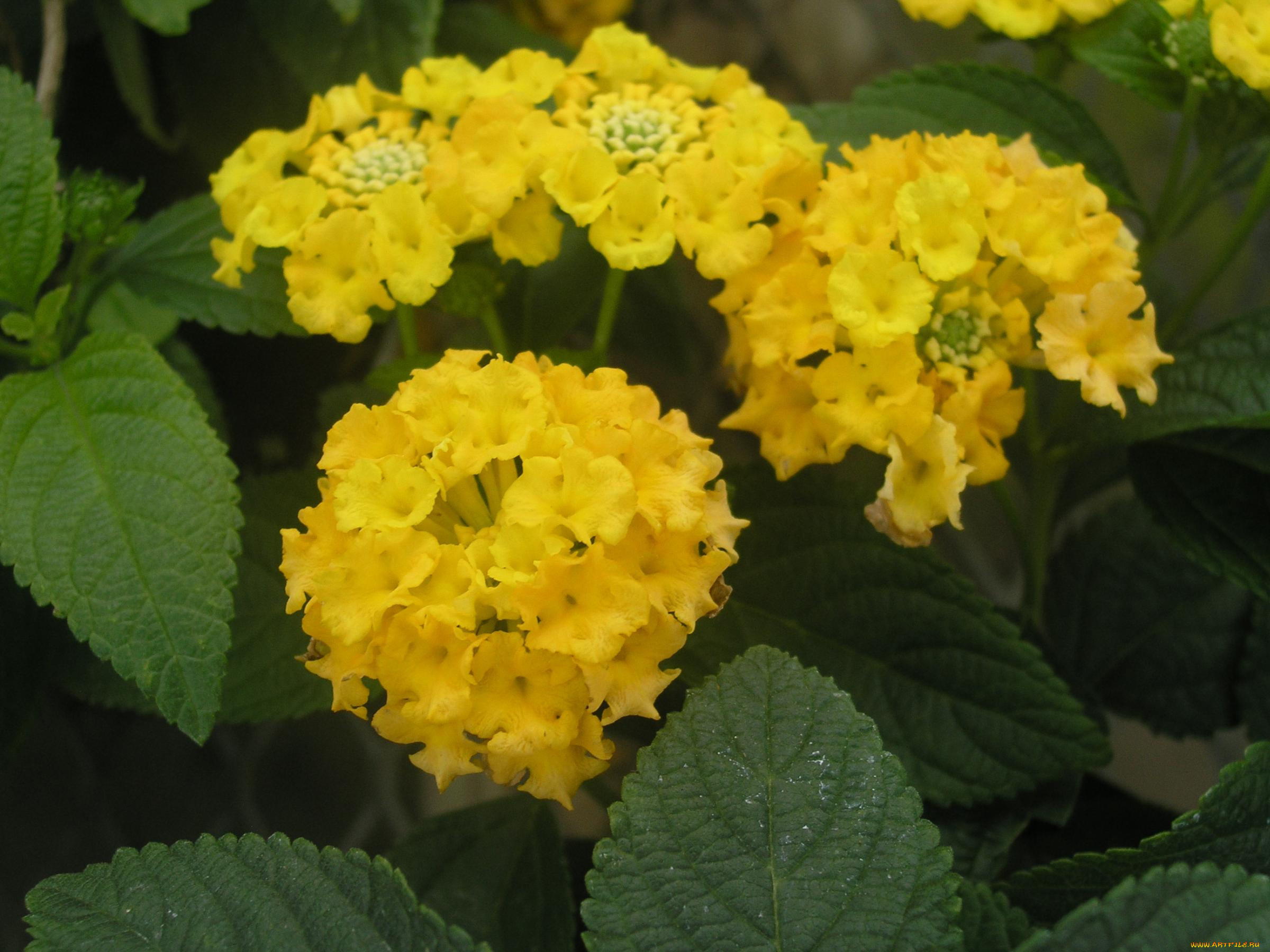 цветы, лантана, вербена