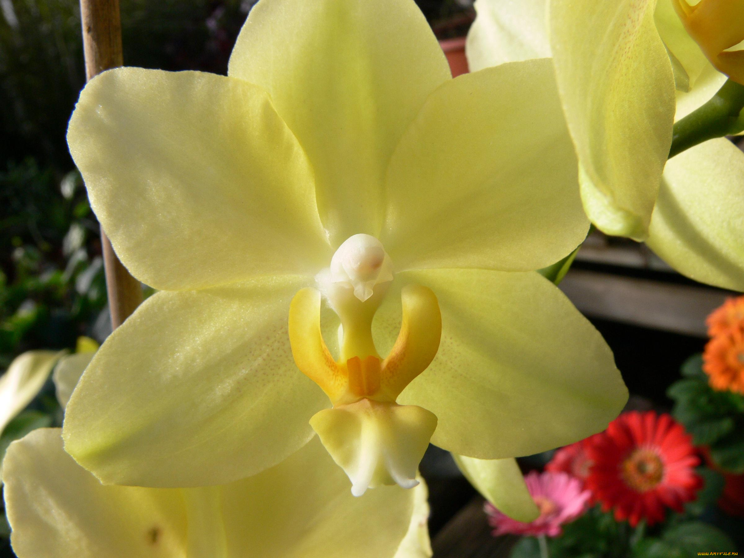 цветы, орхидеи