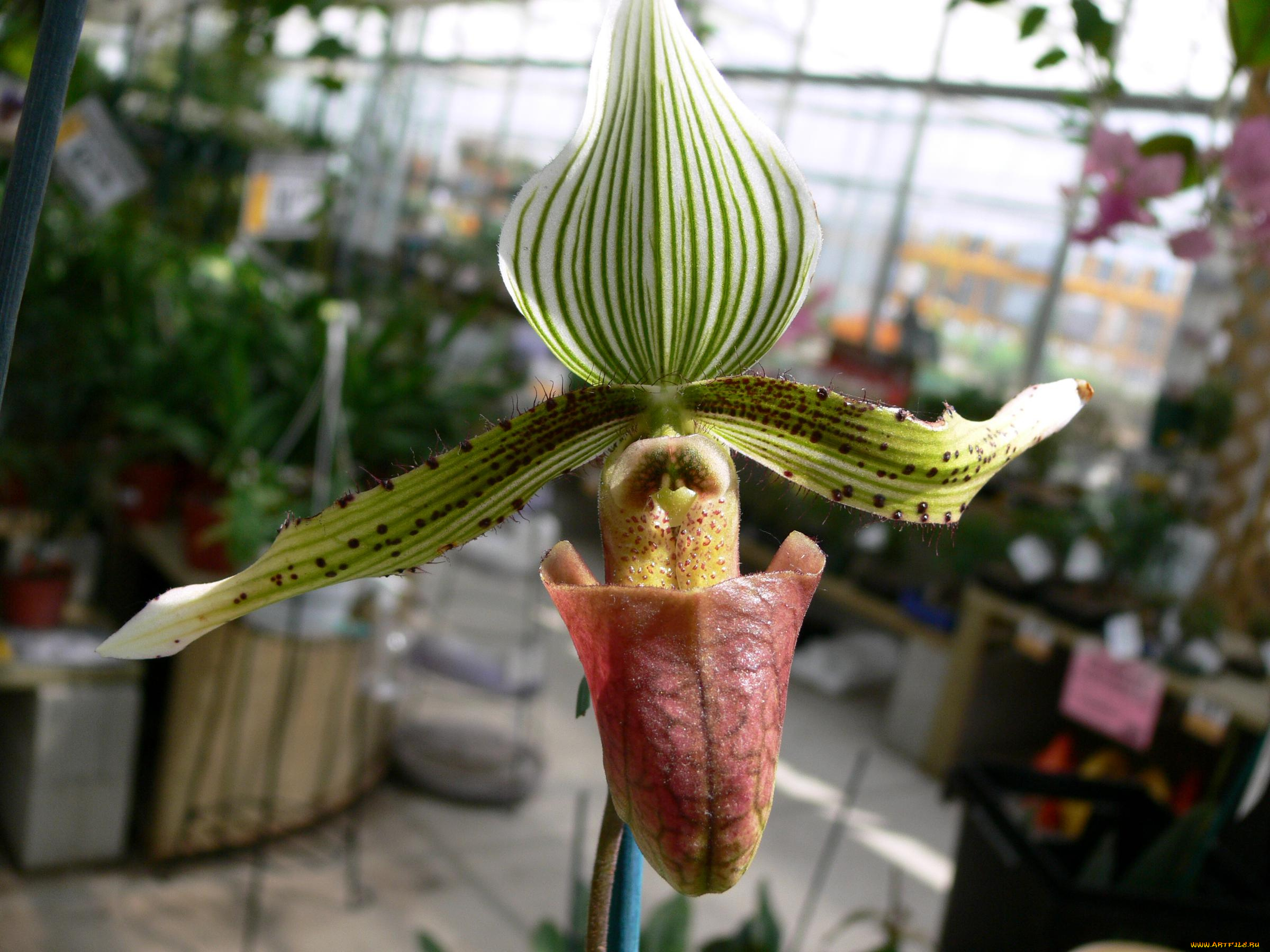 цветы, орхидеи