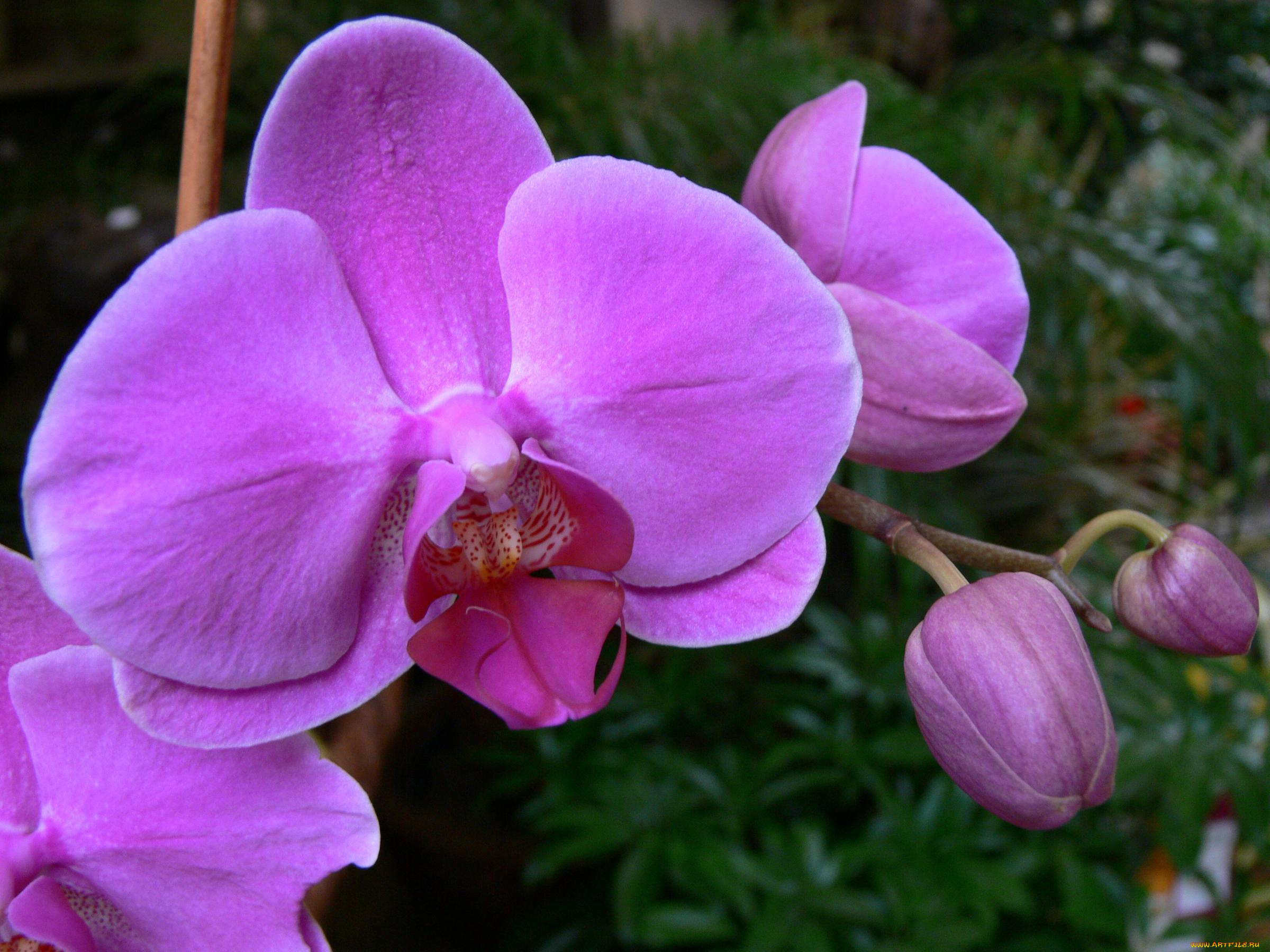 цветы, орхидеи