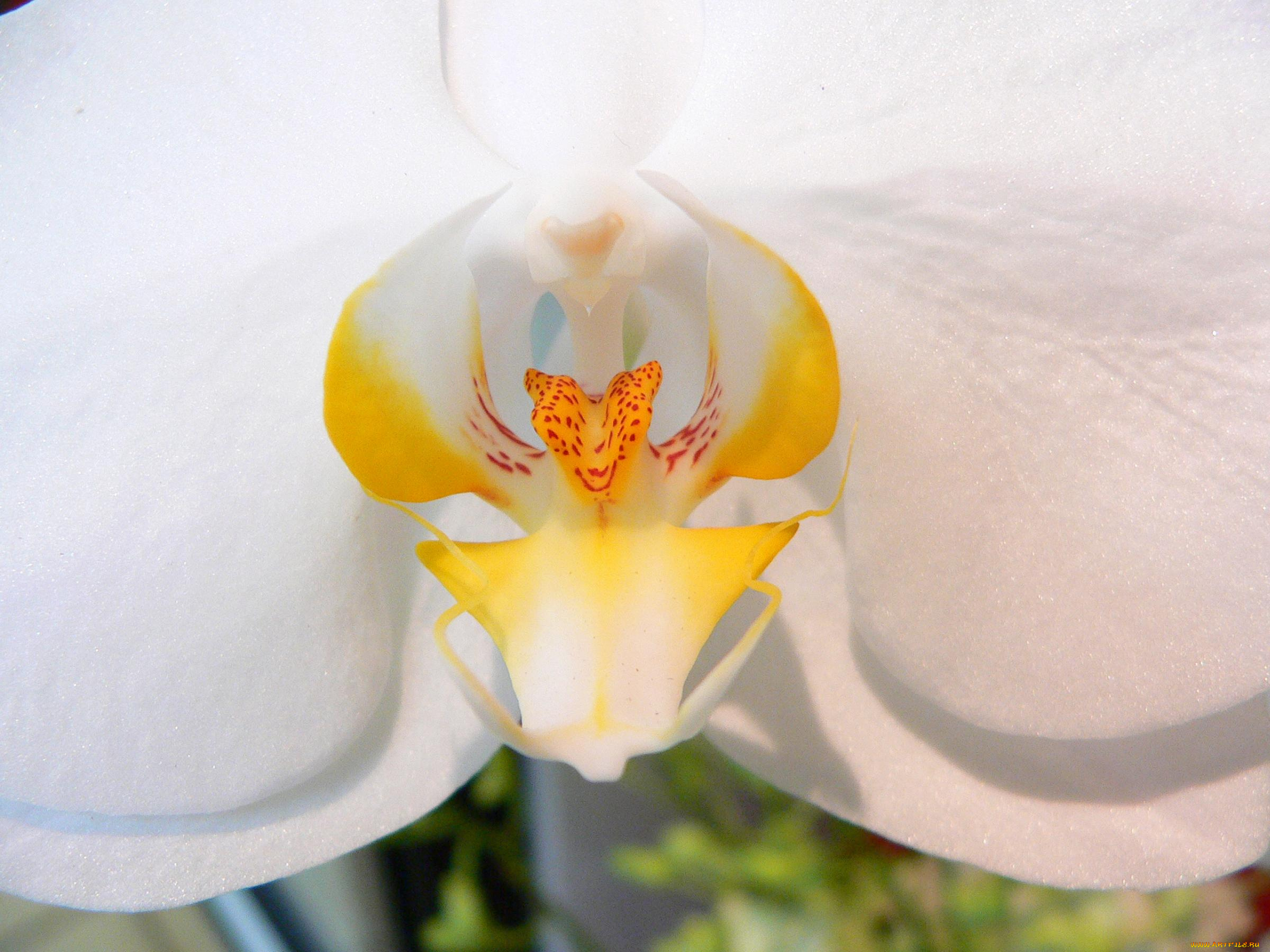 цветы, орхидеи