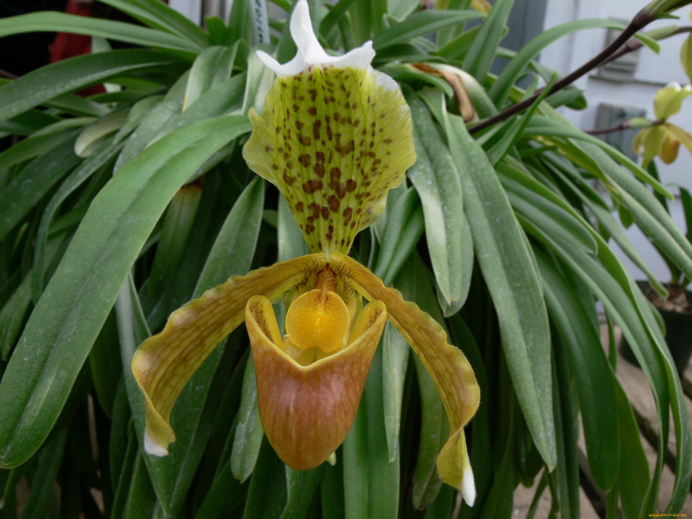 цветы, орхидеи