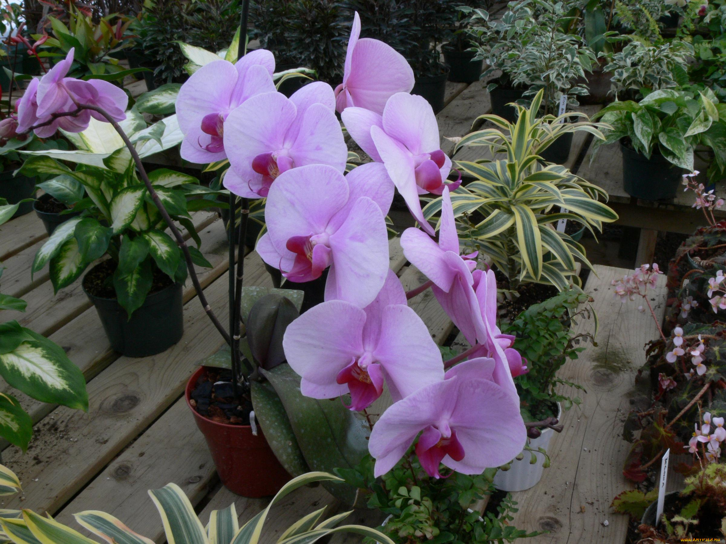 цветы, орхидеи