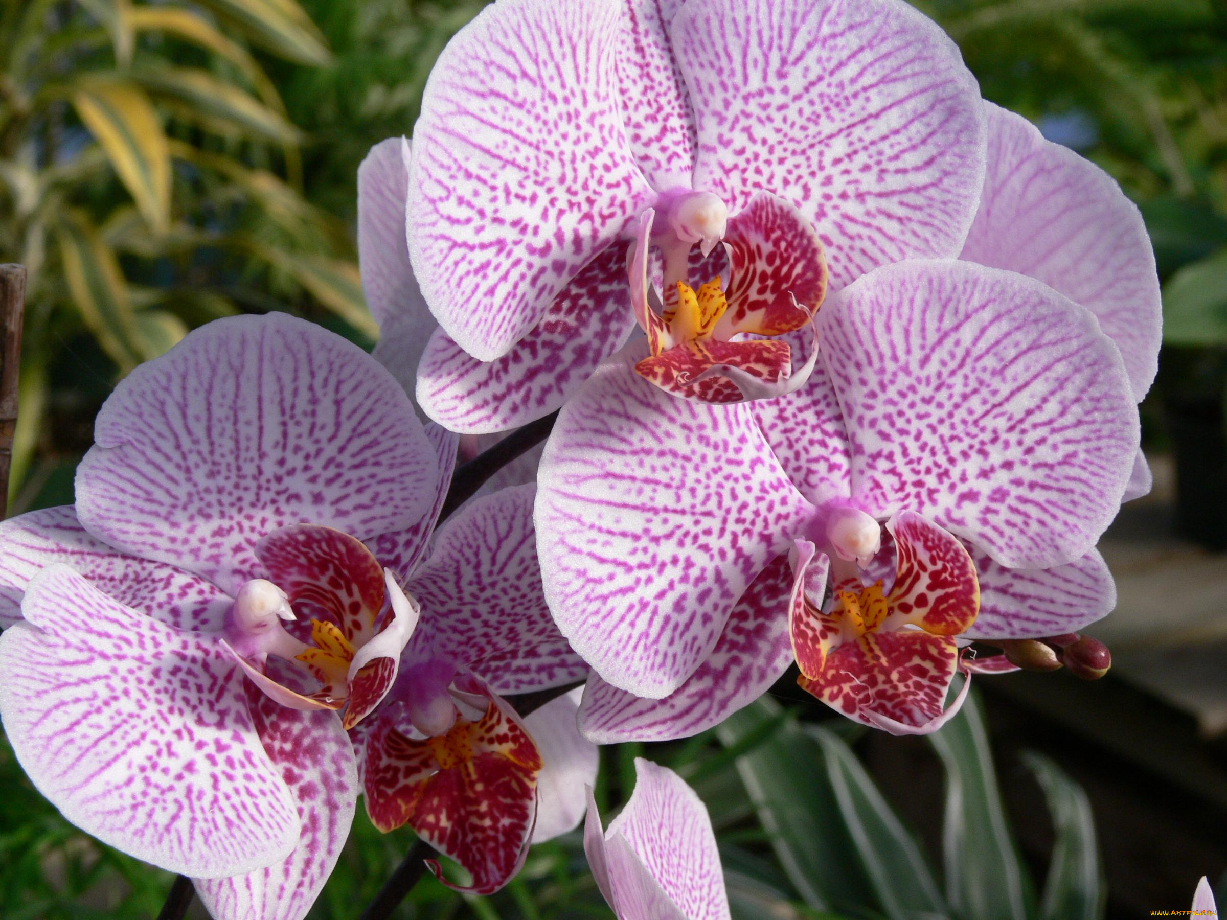 цветы, орхидеи