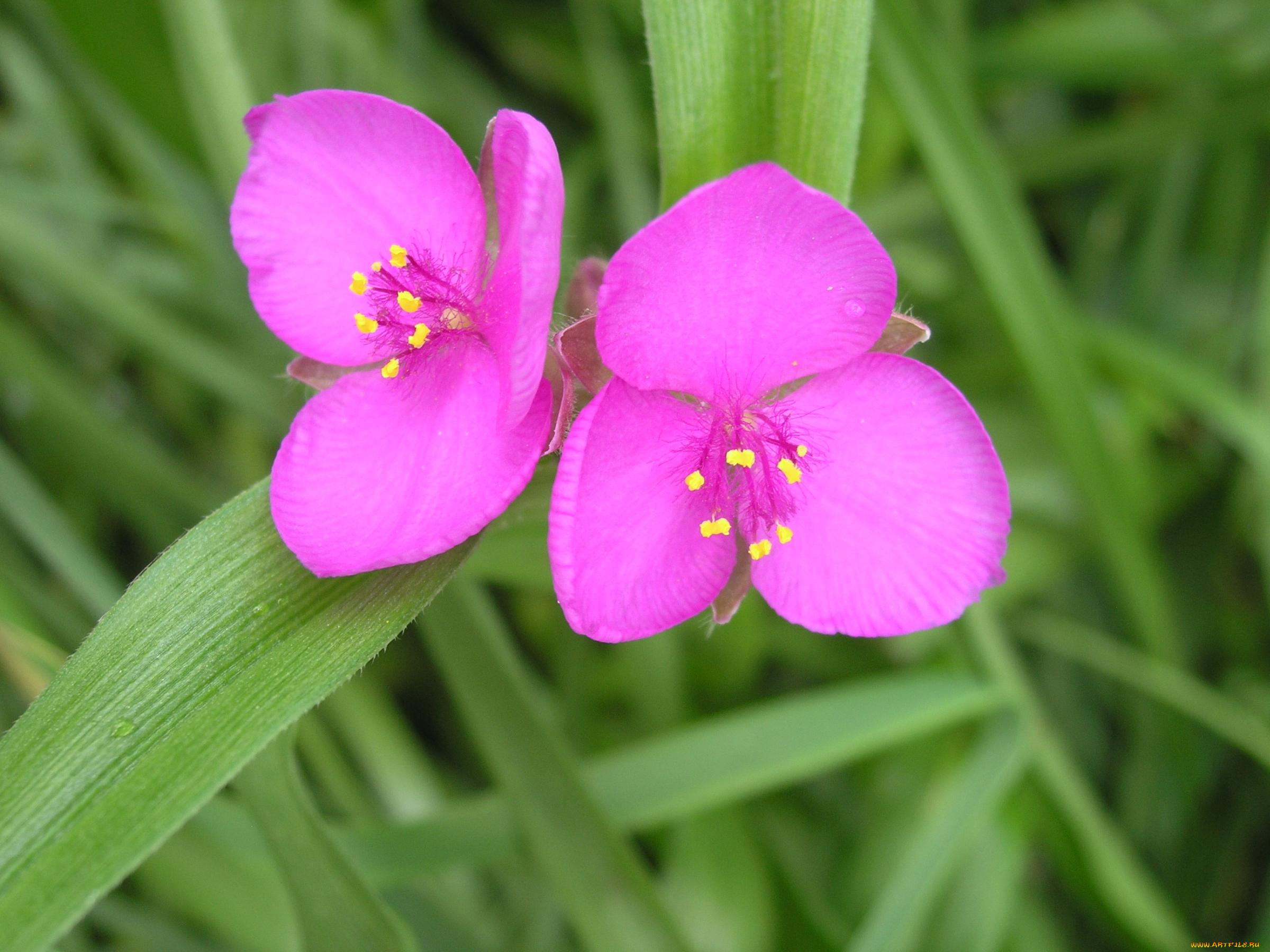 цветы, традесканции