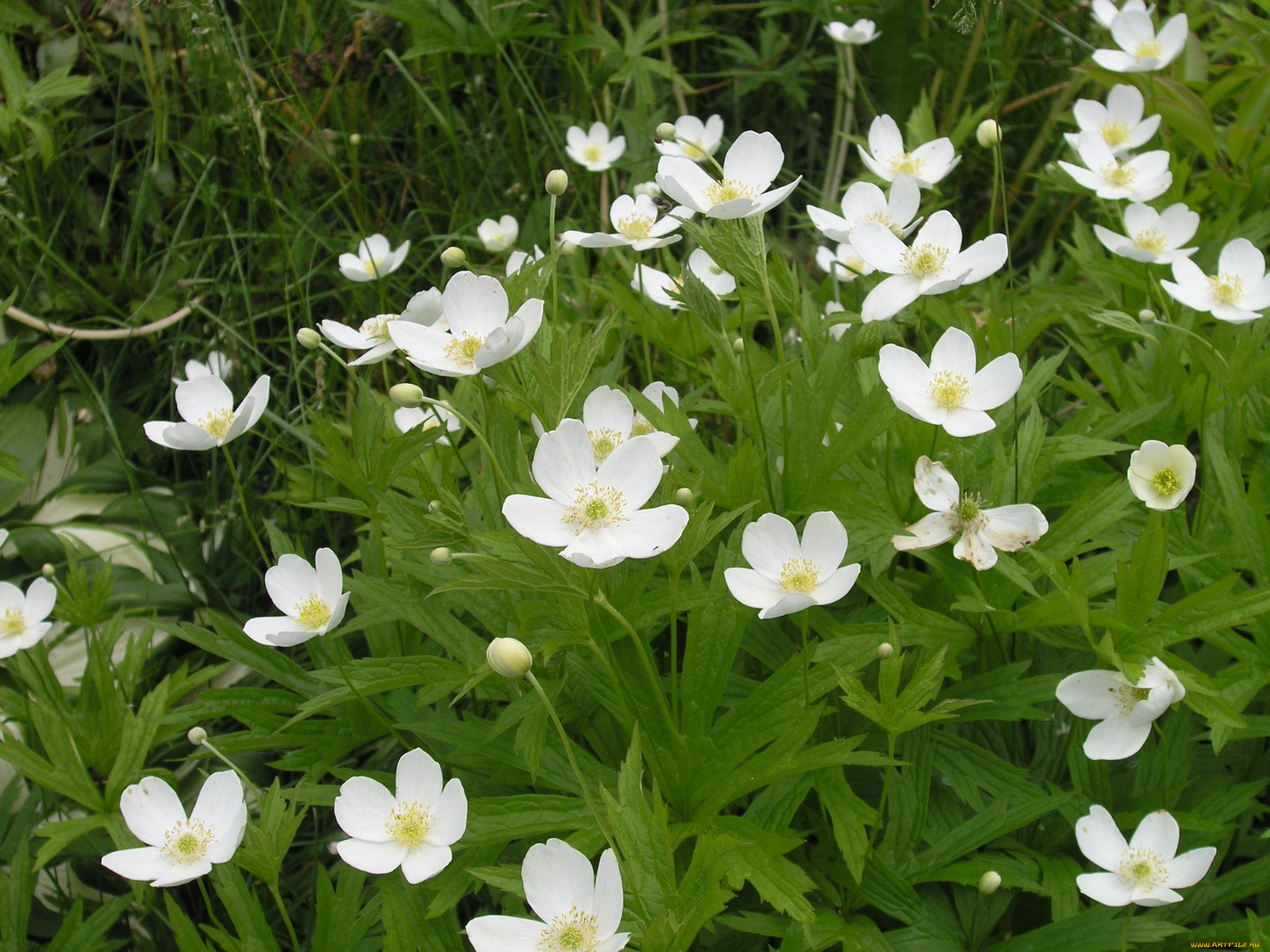 цветы, ветреницы, печёночницы