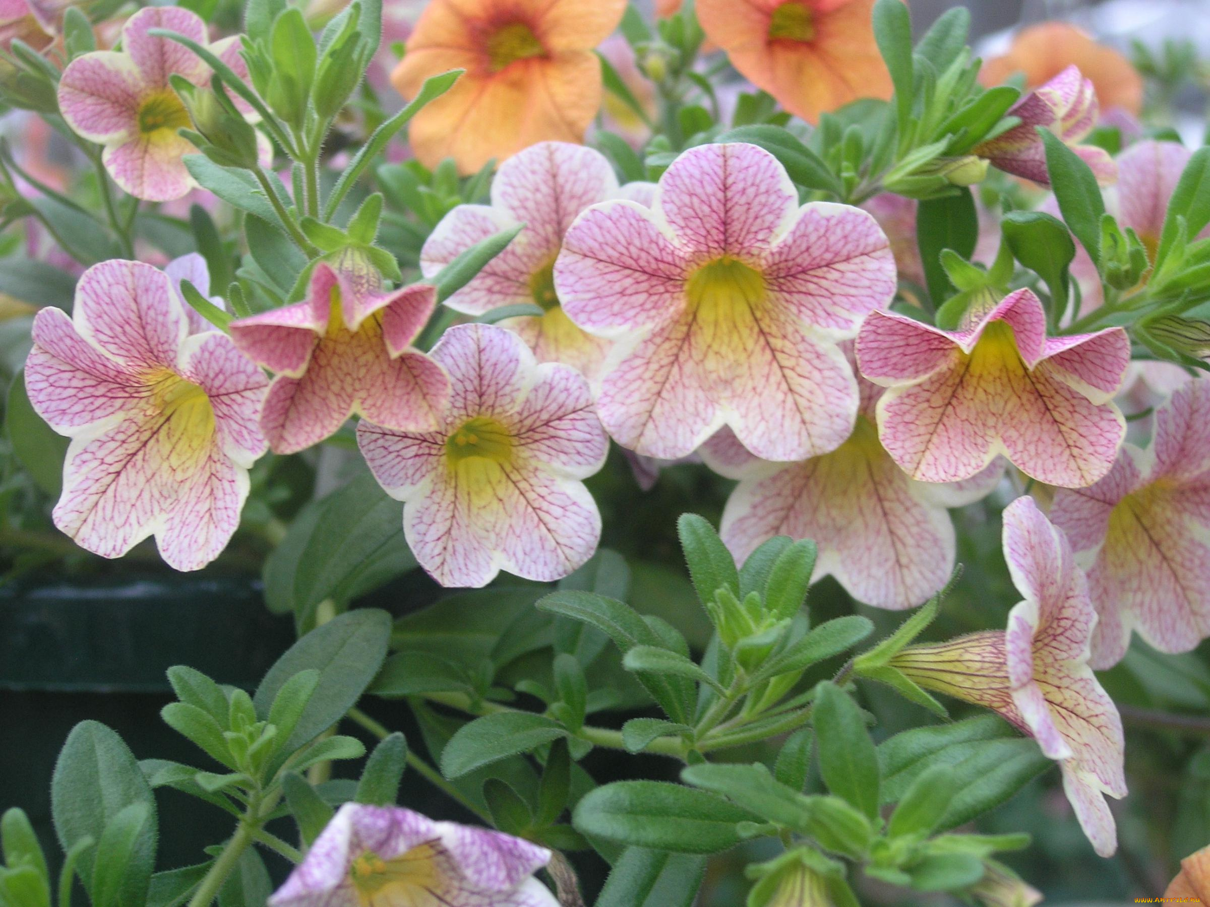 калибрахоа, цветы, петунии