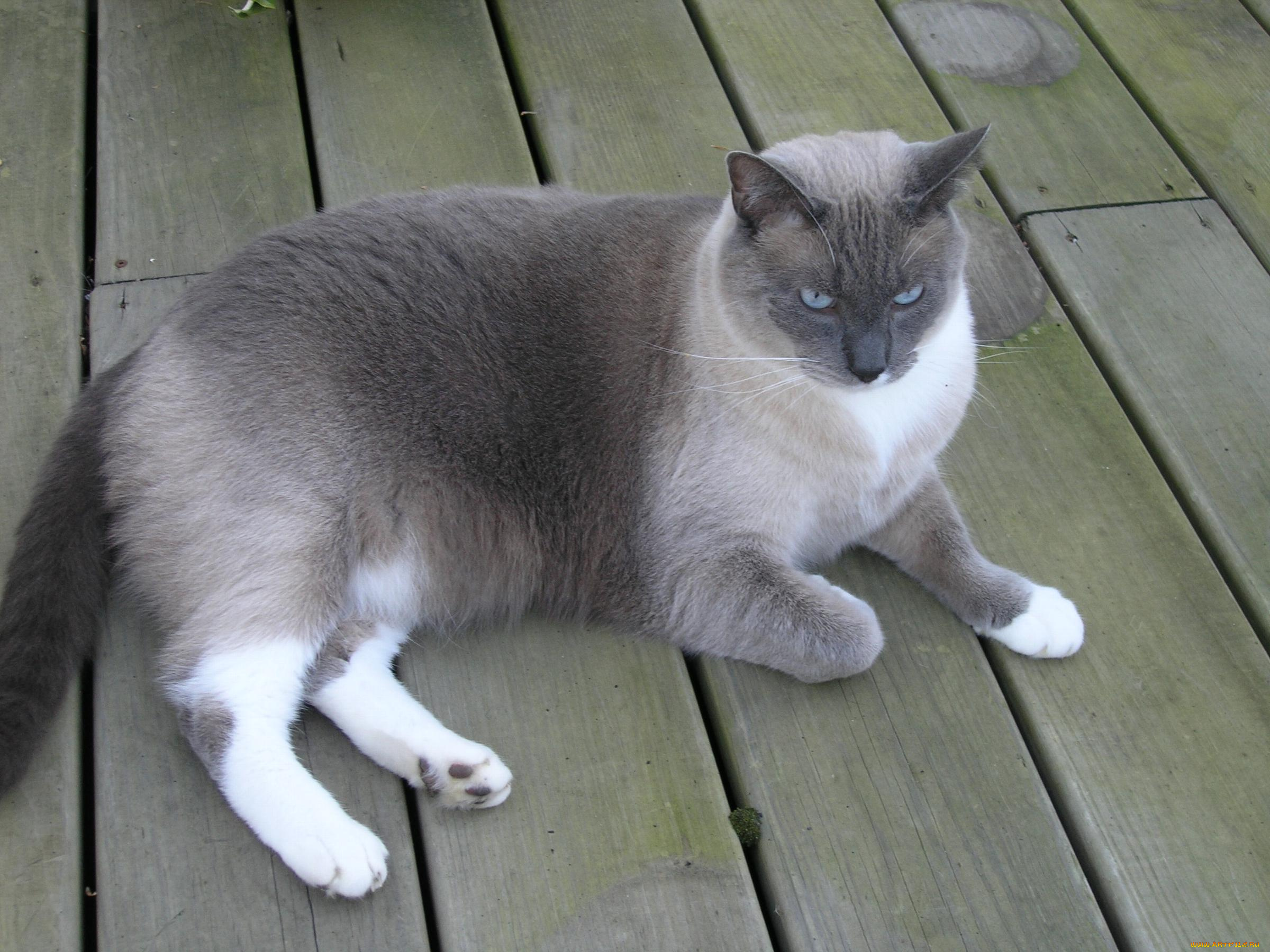 животные, коты