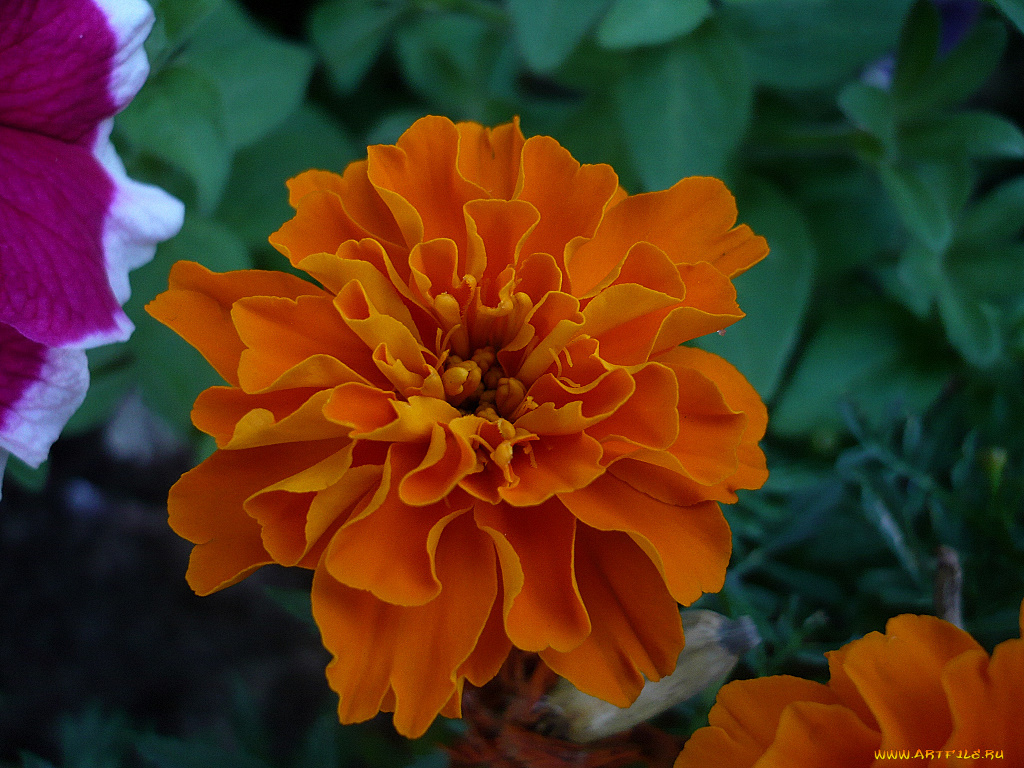 цветы, бархатцы