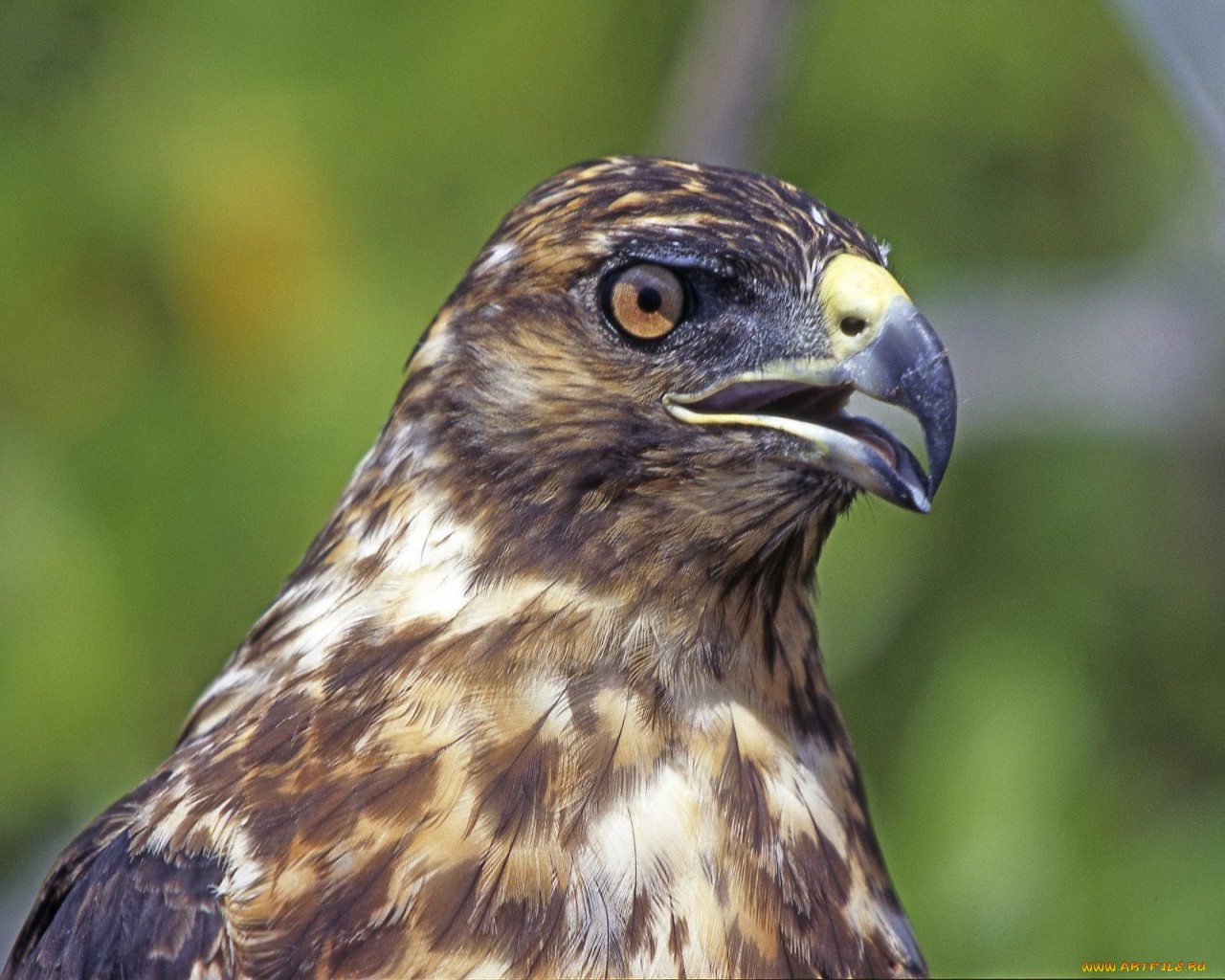 животные, птицы, хищники