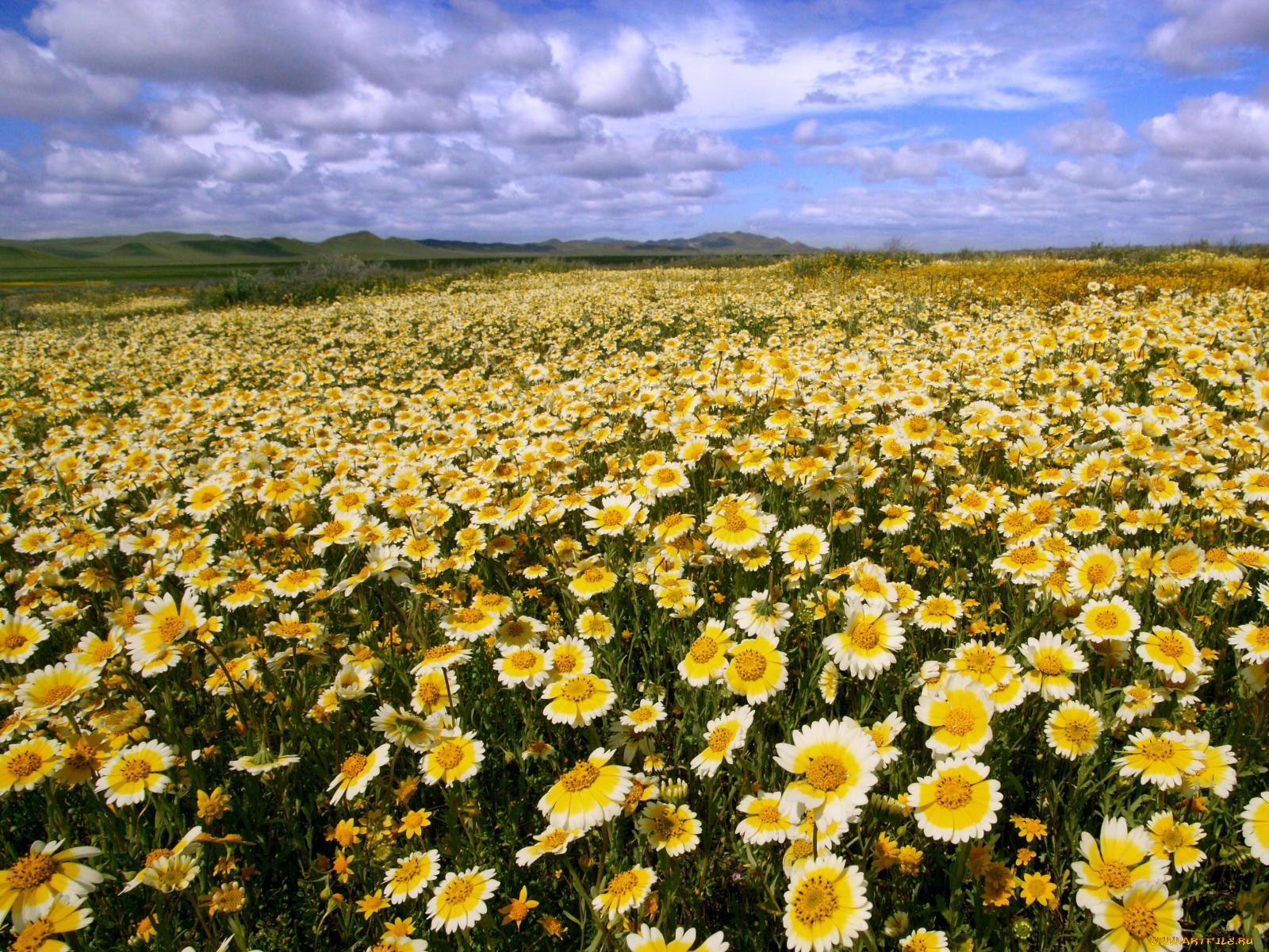 цветы, гайлардии, гелениумы