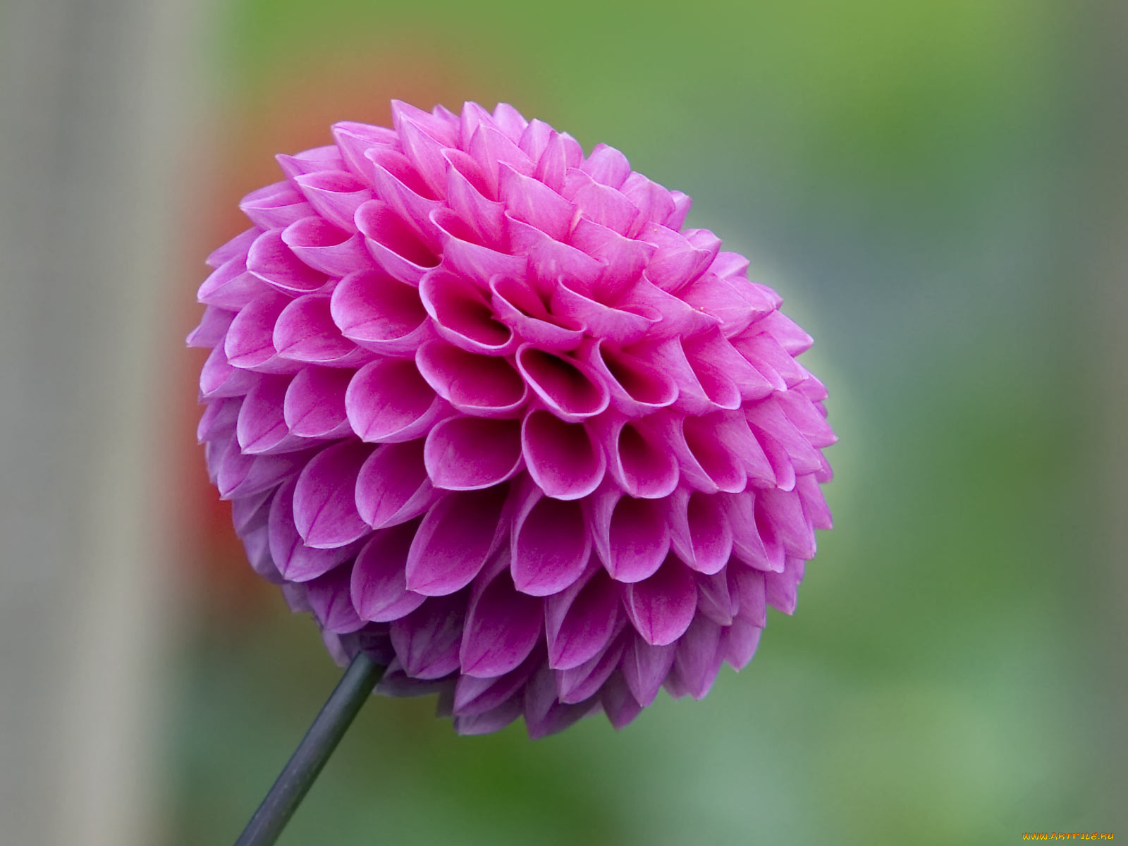 цветы, георгины