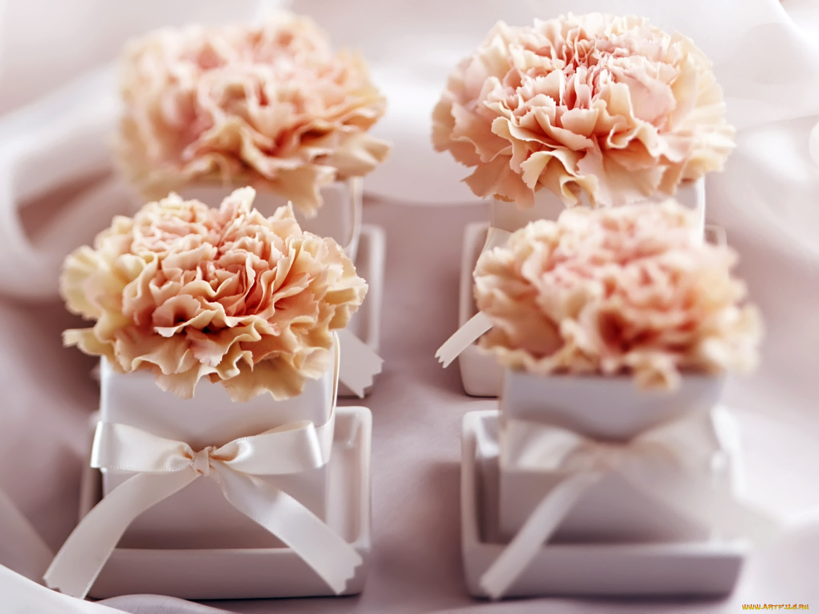 цветы, гвоздики