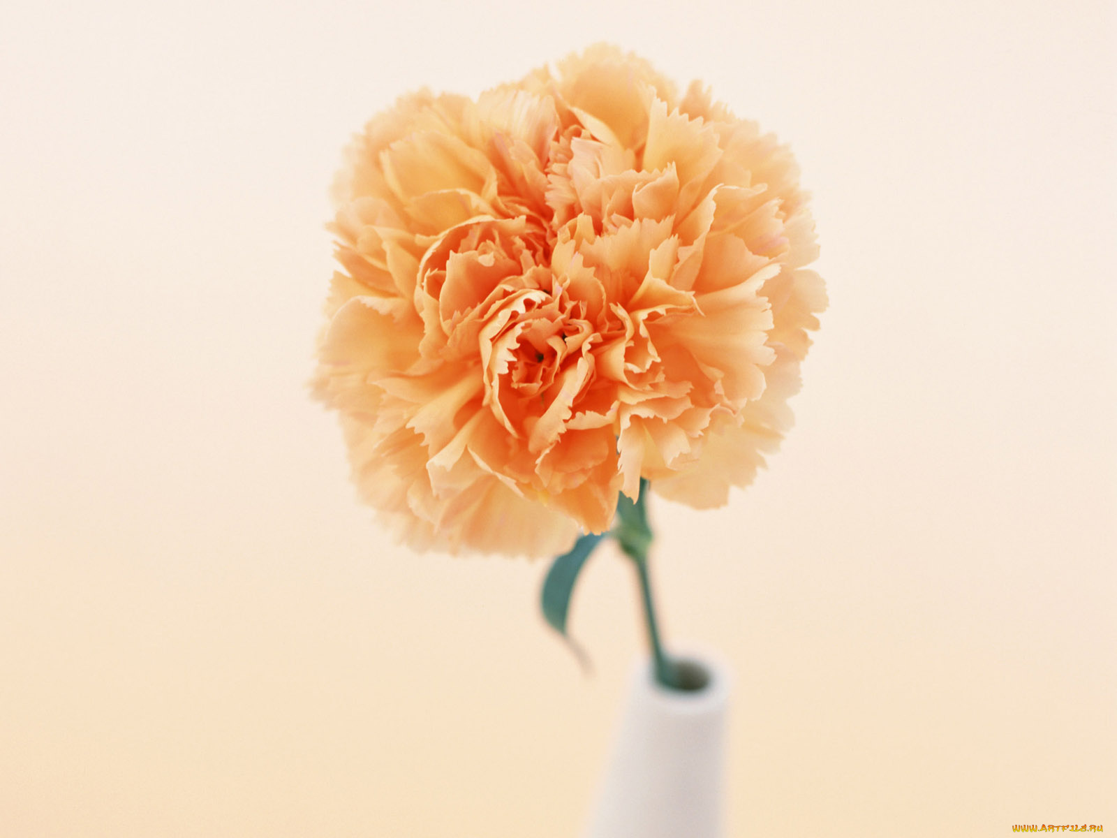 цветы, гвоздики