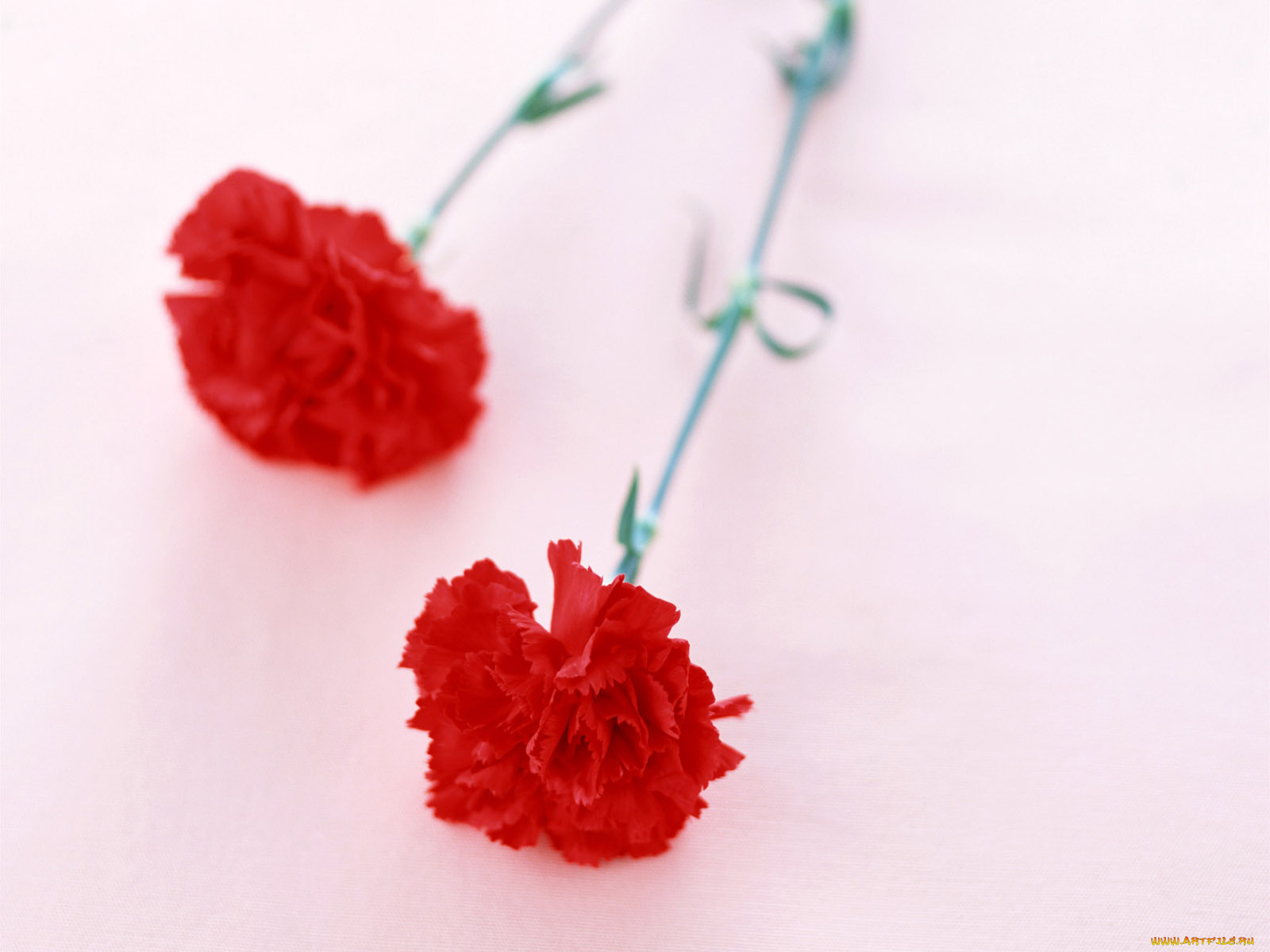 цветы, гвоздики