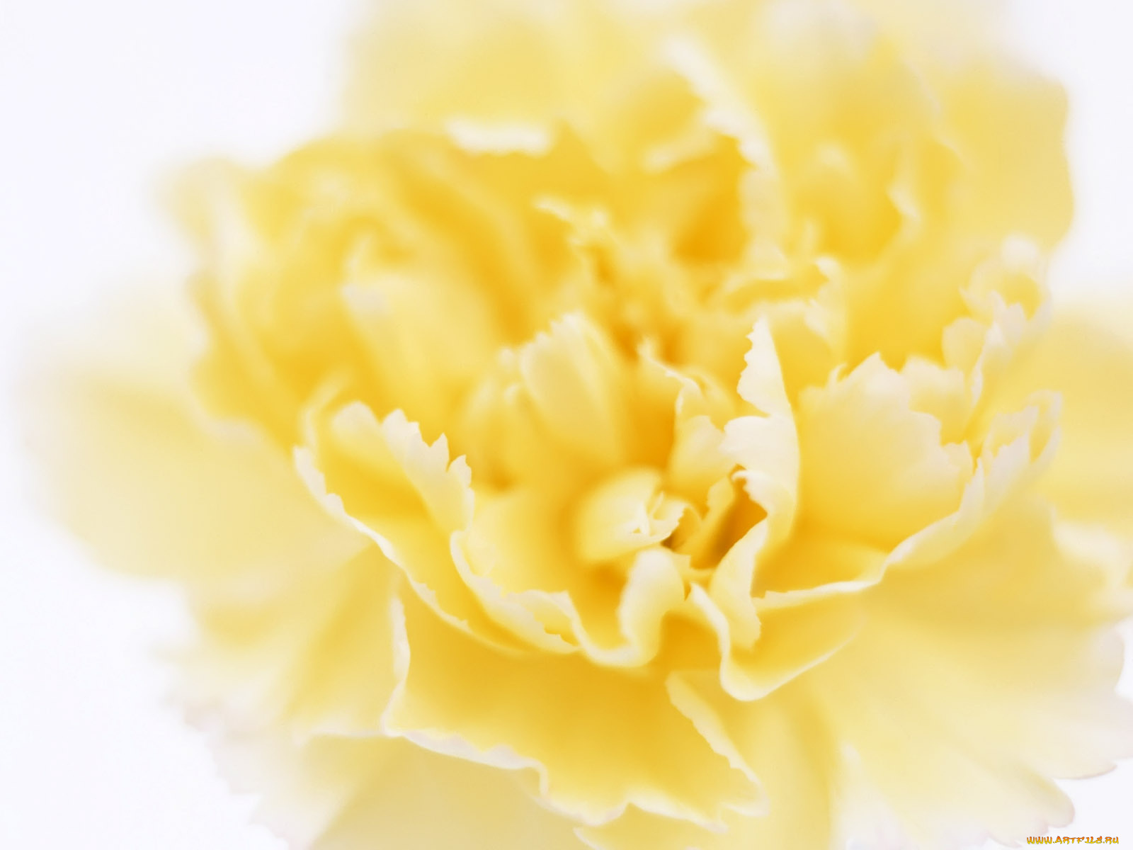 цветы, гвоздики