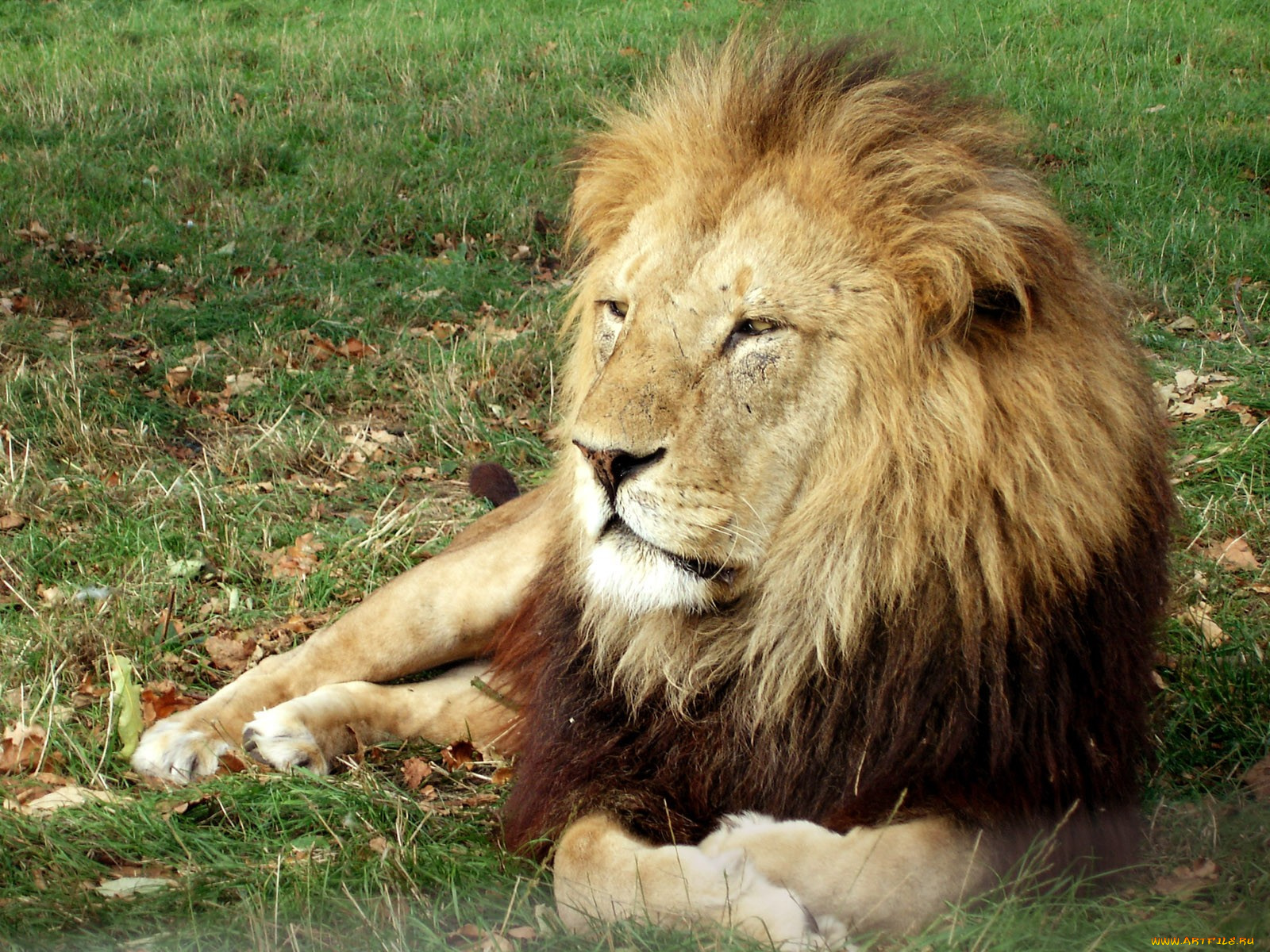 животные, львы